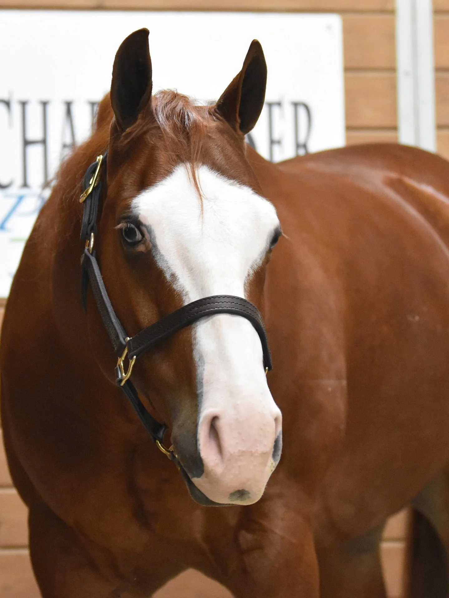 2018 Gunners Special Nite Gelding available.
Put him under the tree! 🎄🧑&zwj;🎄

Wranglersspecialnite has proven to have plenty of talent for the open, but he&rsquo;s also a great candidate for a Non Pro career! With NRHA LTE over $15,000, he&rsquo;