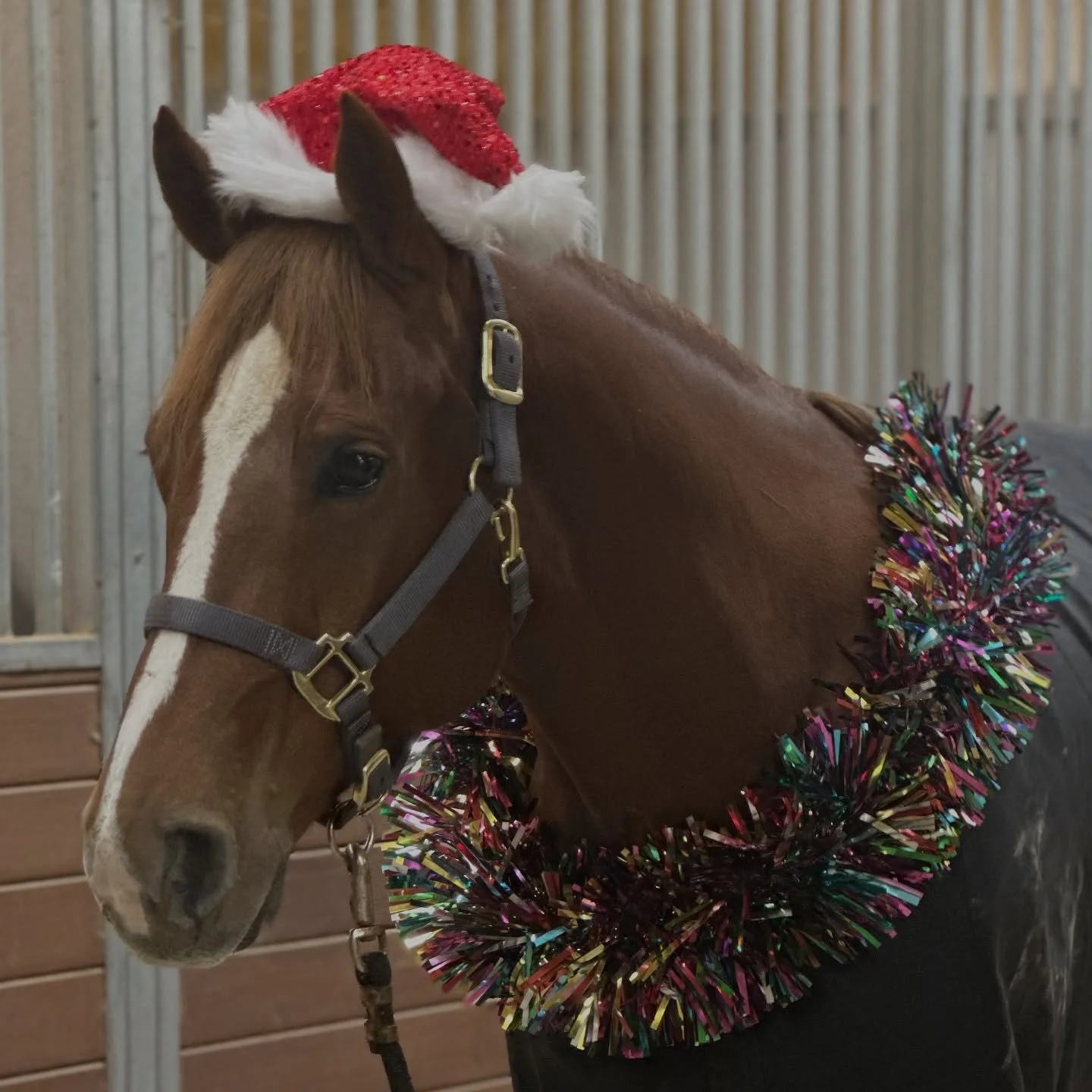 Christmas came early for Hallie Musselman! Huge congratulations on the purchase of Voodoos Top Gun, and thanks to agent Austin Seelhof! 🦄 Can&rsquo;t wait for Hallie to meet her new buddy on Saturday! 🙌

#schaffhauserph
#gotheextramile
#teamssph
#n