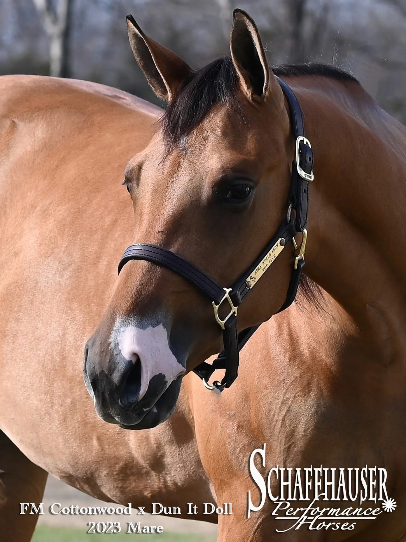 Cotton Patch Doll, 3 Year Old mare by FM Cottonwood out of Dun It Doll is AVAILABLE and on track for the NRHA Futurity! Also familiar with all things Ranch Riding, willing, able, and ready to go any direction. We can&rsquo;t keep them all, so &ldquo;