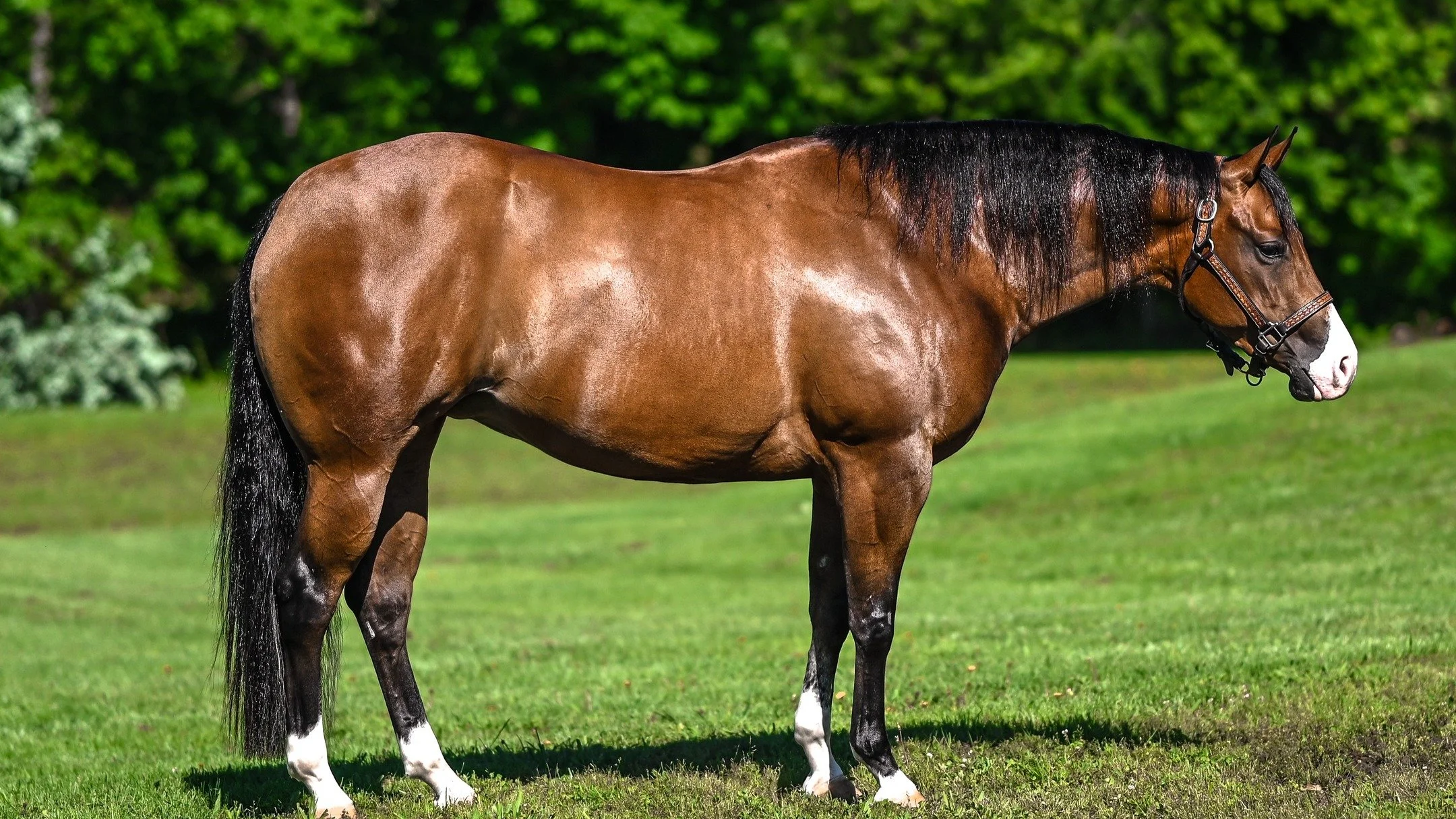 ✨AVAILABLE BROODMARE DELUXE ✨
Beautiful, talented 5 yr old Spooks Gotta Whiz x Lil Rene Gun (LTE/PE $82,000+) mare ready to start her breeding career.
Selling as broodmare sound, Lulu is super fun to ride, but not sound enough to prep to show at this