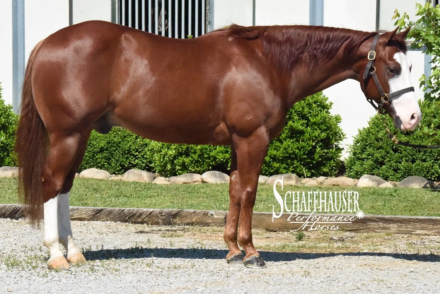 🌟 AVAILABLE 🌟

Talkin Forever, 4 Yr Old gelding by Smooth Talkin Style ready to show in Ranch Riding, Ranch Trail &amp; Working Western Rail

https://youtu.be/7JQXRvaSwNw?si=4ivM3CI_YkTdLguE

&ldquo;Goose&rdquo; has all the looks and seasoning to b