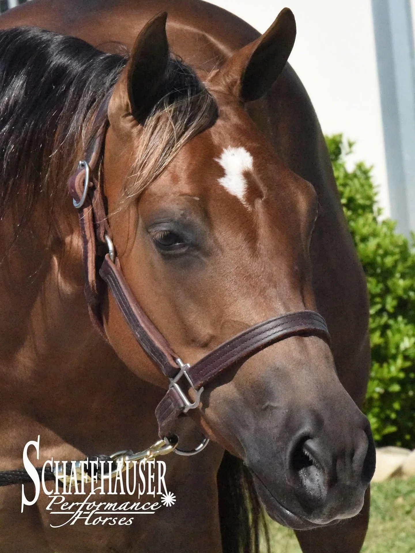AVAILABLE ✨

3 Year-Old In Like Flinn mare paid up to date in the NRHA Futurity! Watch her video below, and send us a DM or contact Sam (870-270-7789) or Jeanna (870-219-2993) for more info.

 https://youtu.be/vsDrlGw9nkw

Priced to sell at﹩𝟮𝟱𝗞 - 