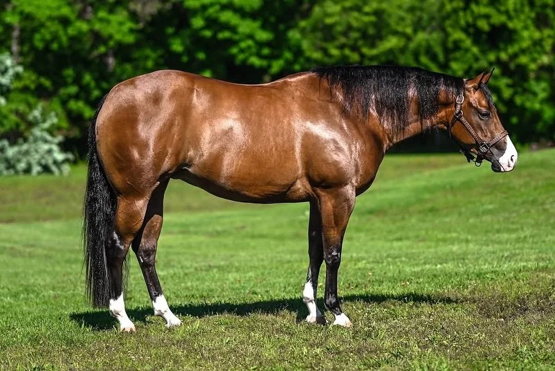 🌟 SOLD! 🌟

Lots of sales and purchases in a healthy horse market! We&rsquo;ve still got horses available from yearlings to finished horses. Give us a call!
Sam (870-270-7789)
Jeanna (870-219-2993)

#schaffhauserph
#gotheextramile
#teamssph
#nrha
#s