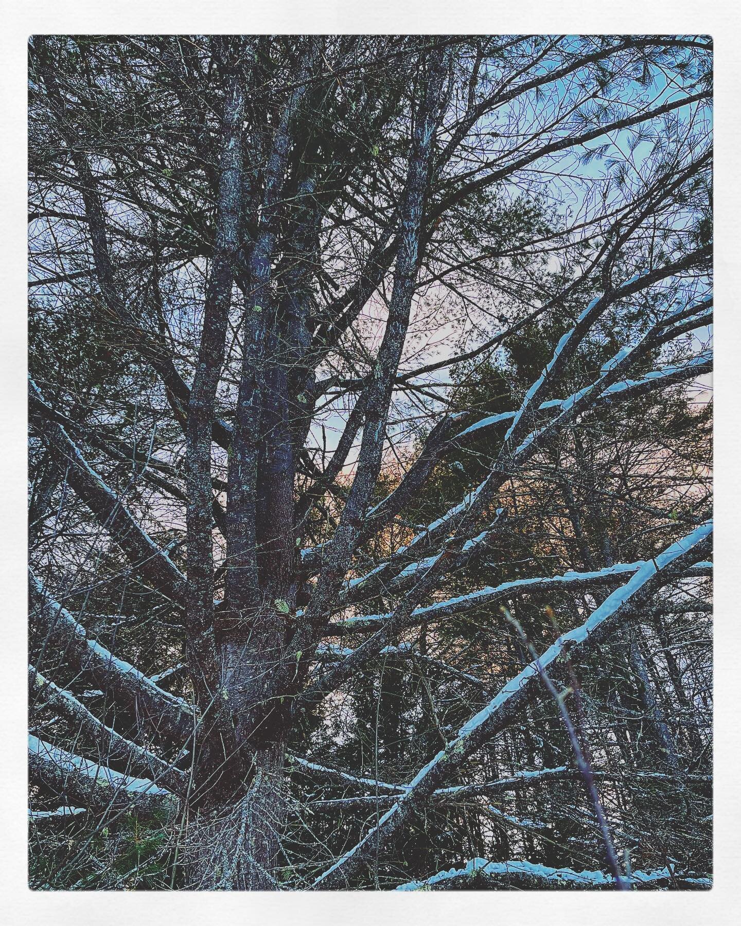 Here is a snapshot of the gorgeous pine where we gathered those cones from the edge of the pond where we do most of our exploring. We are so fortunate to have such beauty at our fingertips and I feel so so grateful. Just a little FYI on where I have 