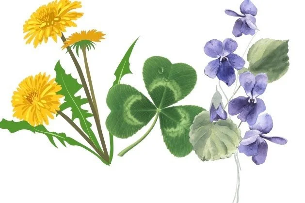 Little Herbalists (ages 4-8)