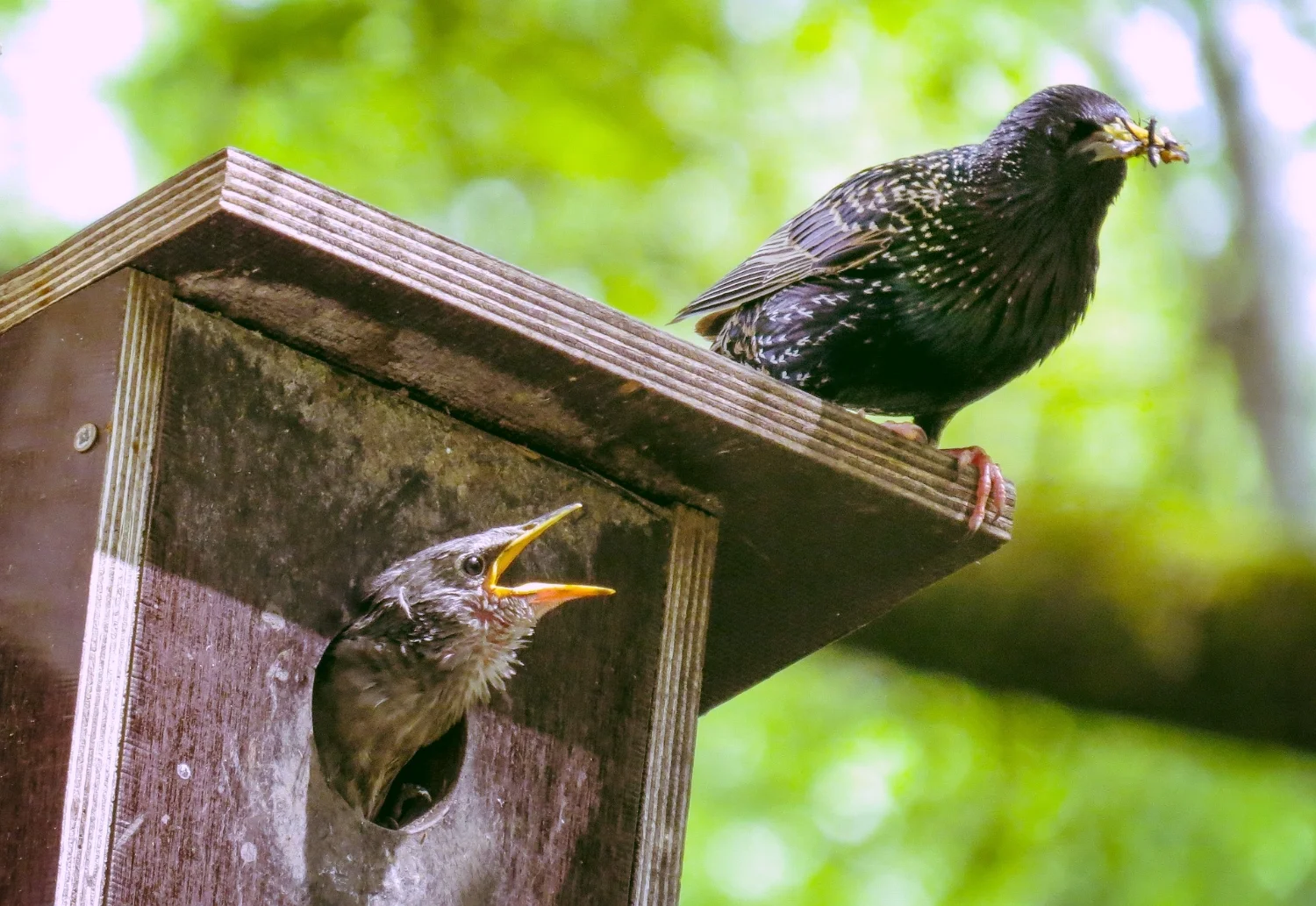 Pixabay_bird-759955_1920_cc0.jpg