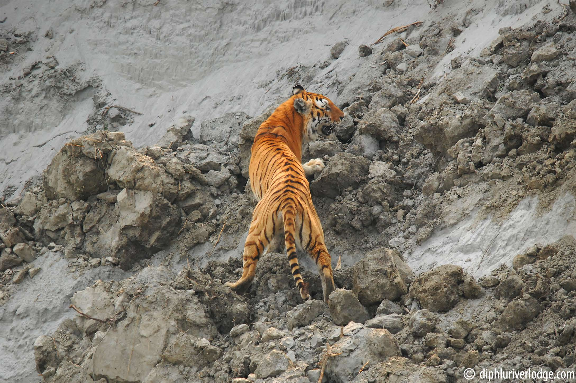 Royal Bengal Tiger