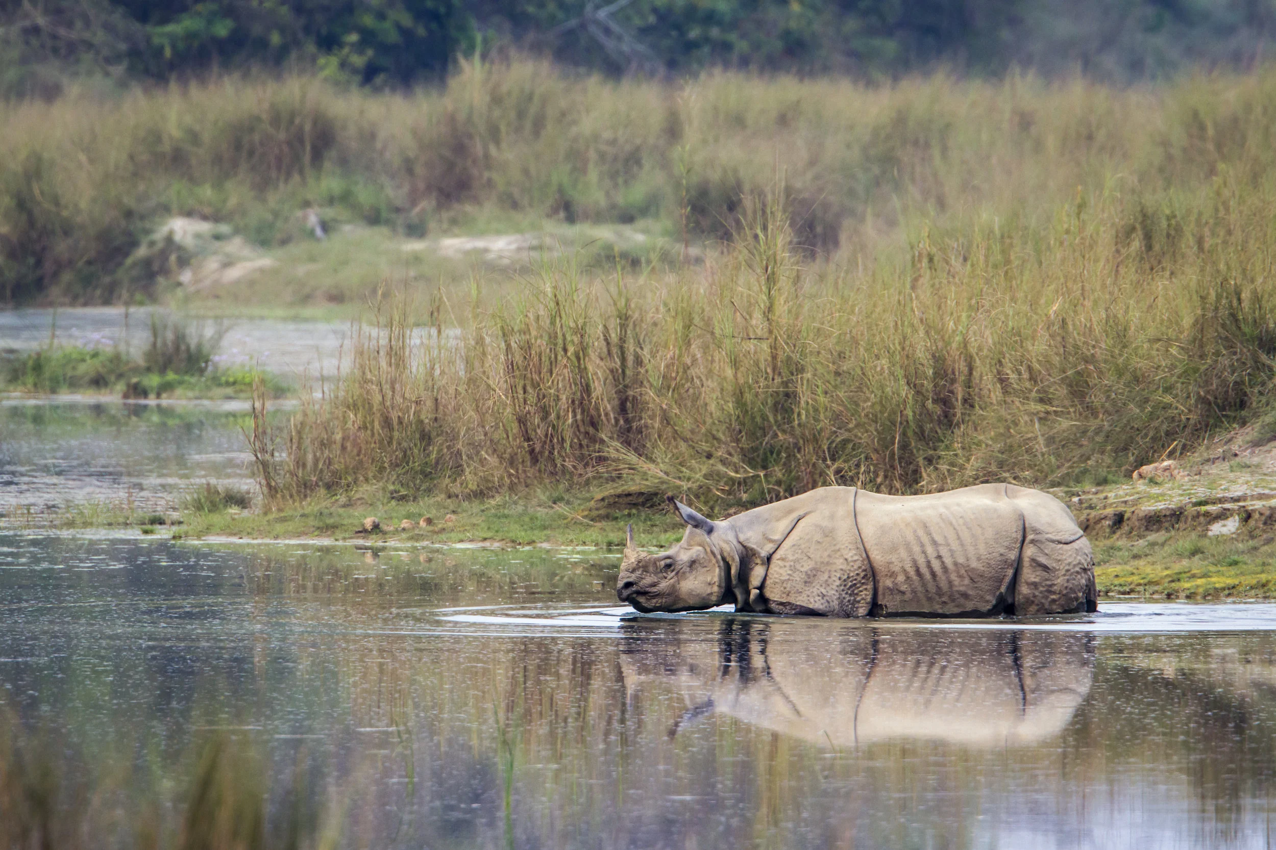 A rhino taking a dip