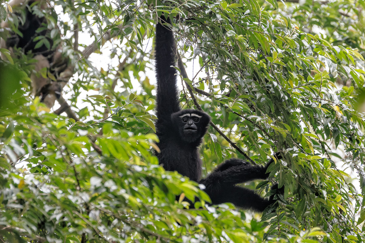 Hoolock Gibbon