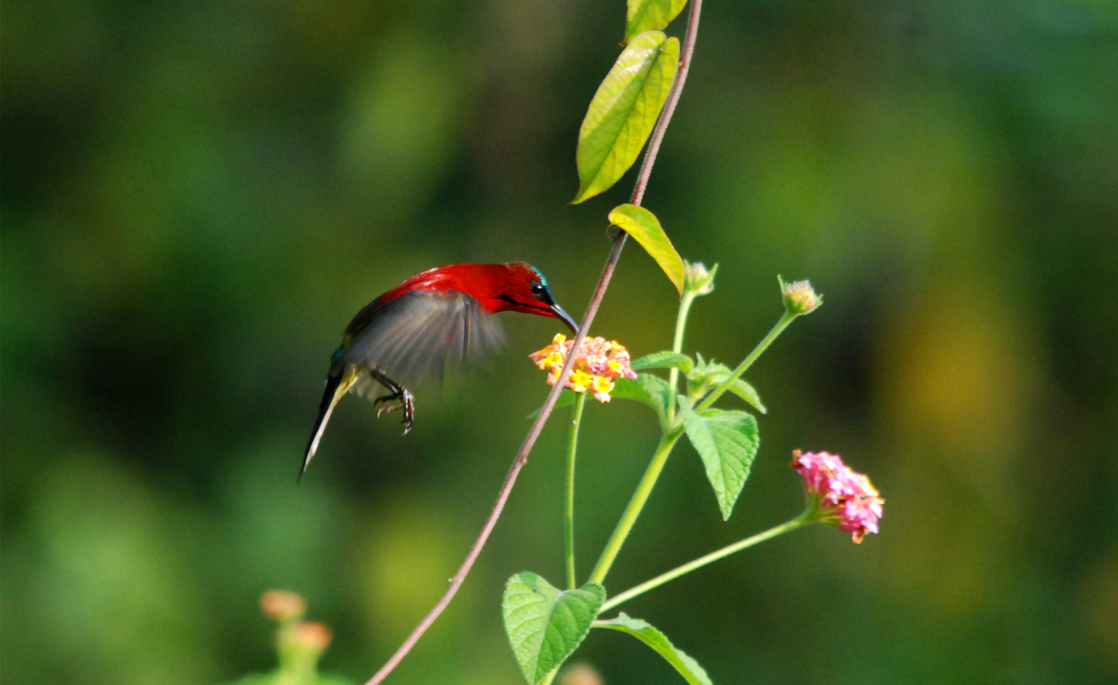 Sunbird