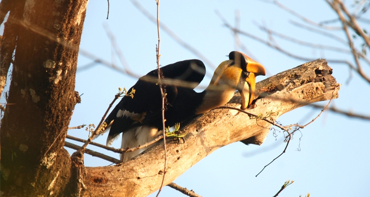 Hornbill