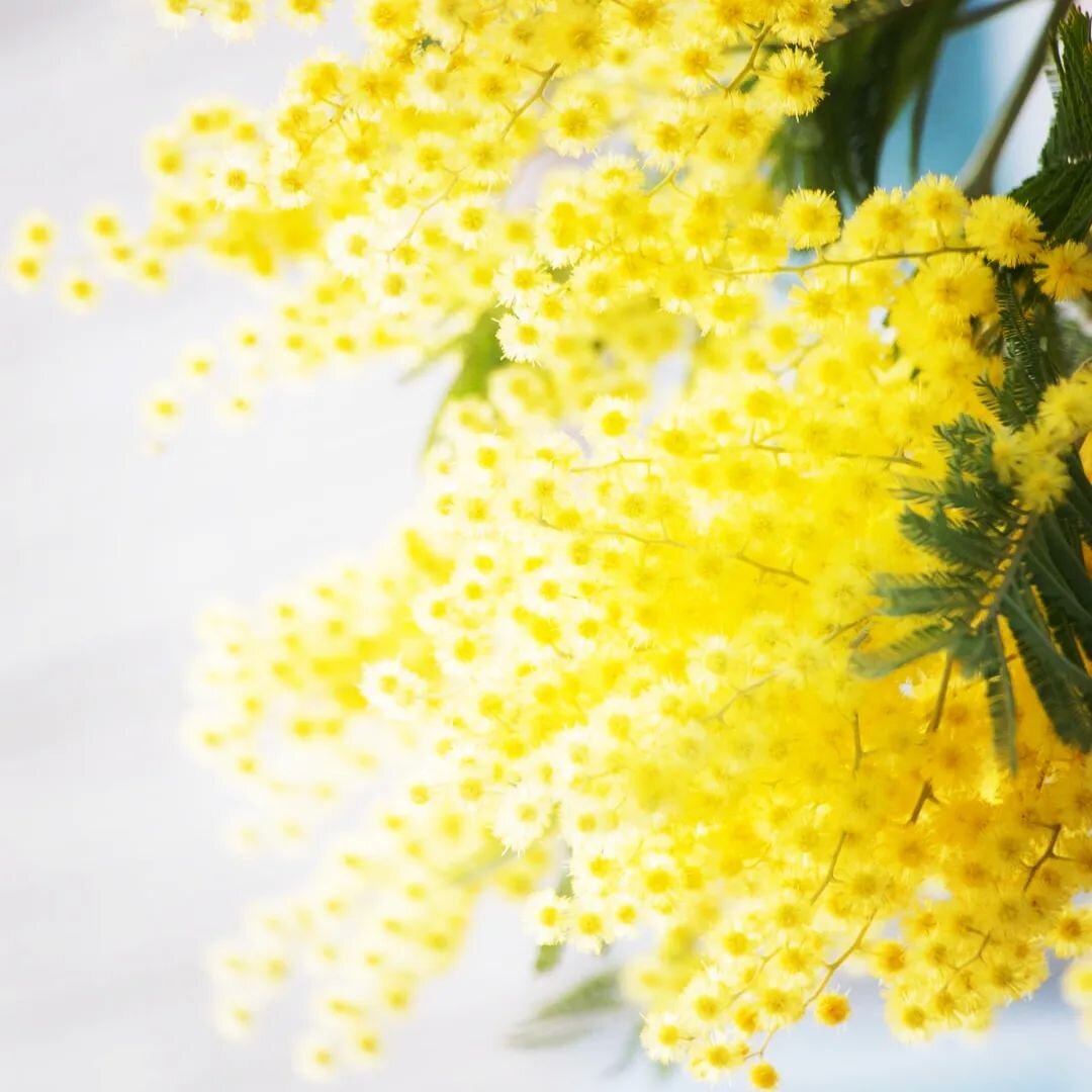 Happy 1st August! 🌼

Did you know yellow&nbsp;promotes happiness and optimism. Yellow is said to promote happiness more than any of the other colours. It certainly makes me feel happy 😊

#yellow #happiness #feelgood #yellowflowers #august #livealif