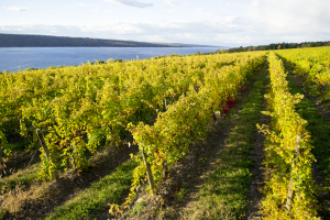 Photo by Chandra Russell ( Sawmill Creek Vineyards )