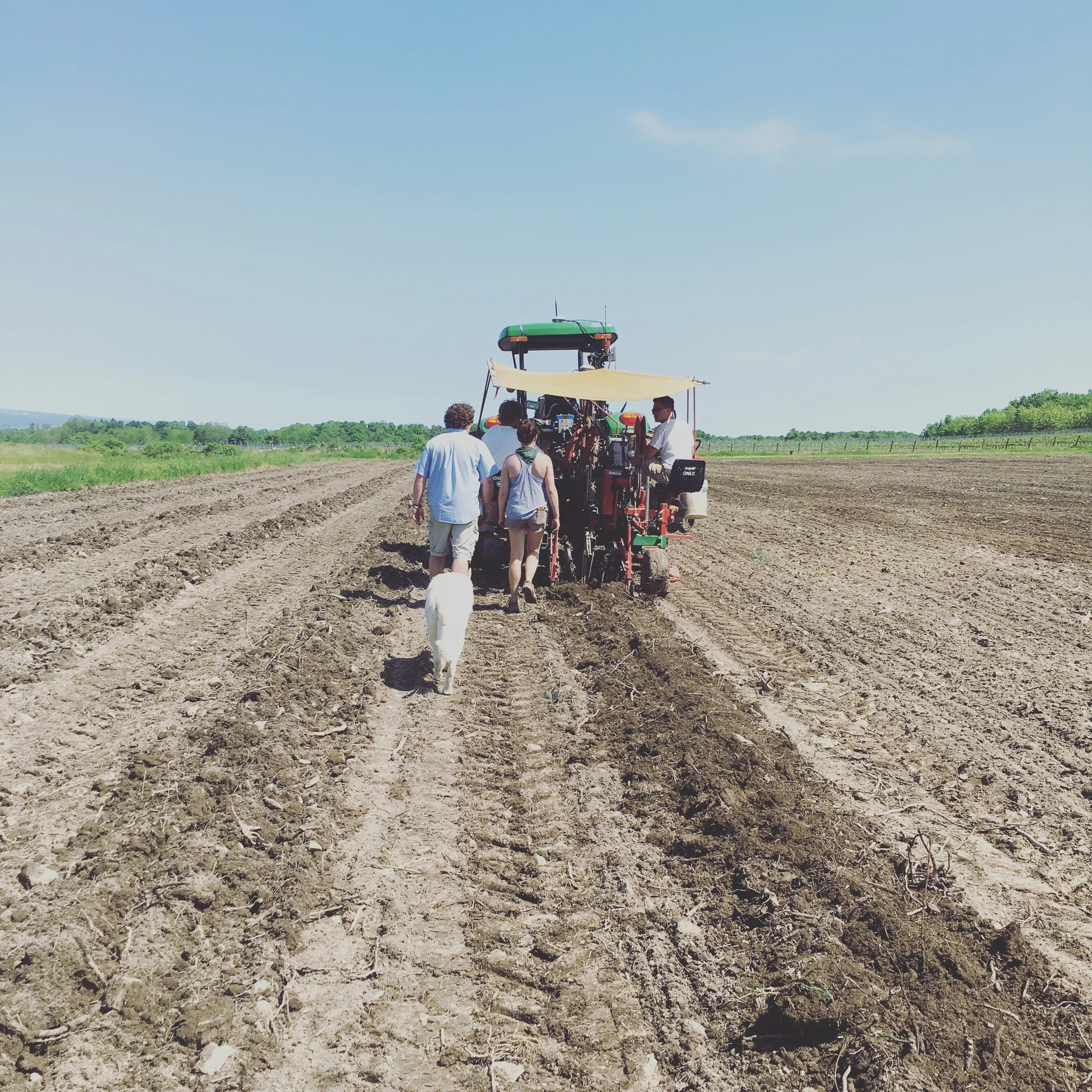 Rick and Alexandra are followed by Ajax, our trusty four-legged companion. The team is watching each vine enter the ground, making sure that they are each securely planted in the soil.
