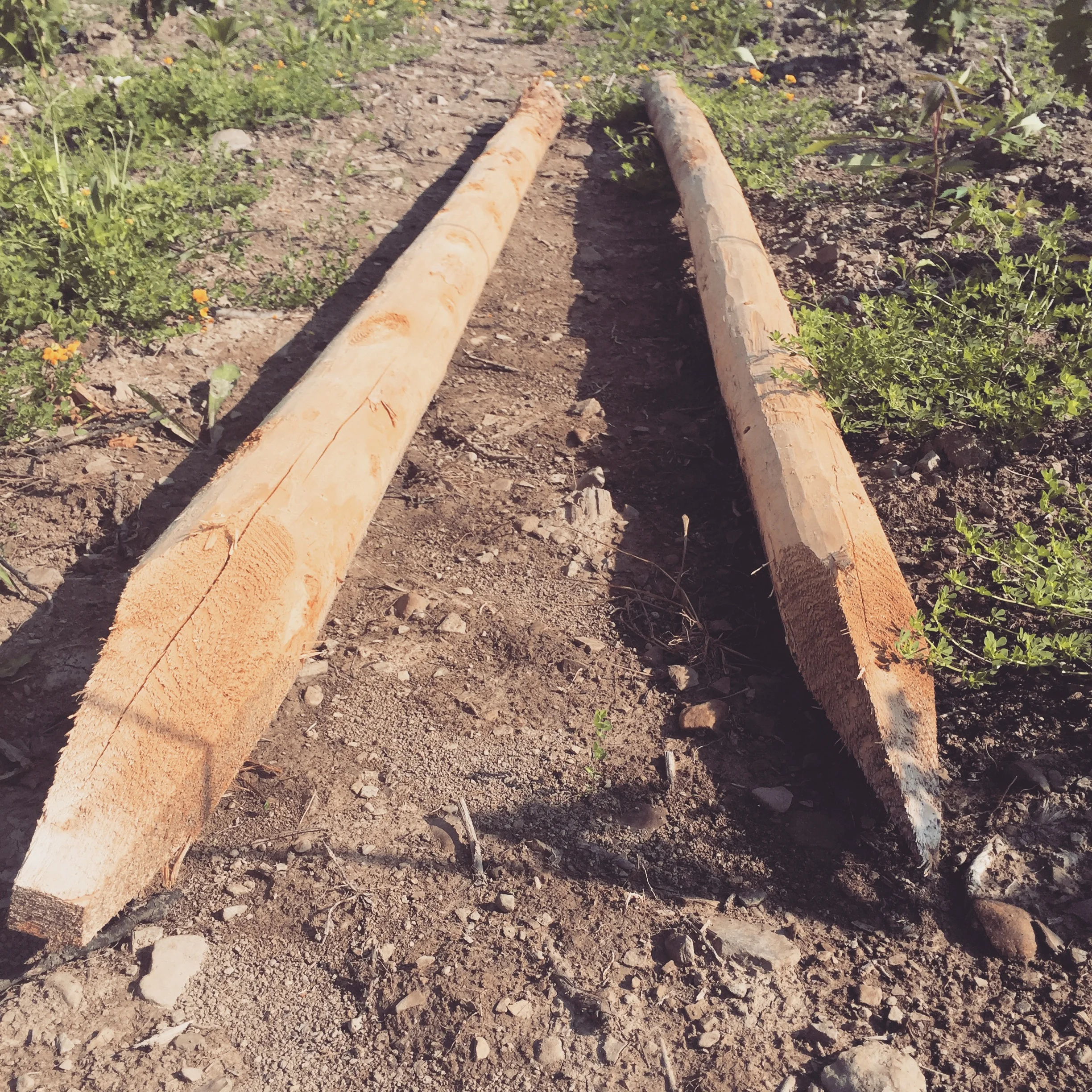 cedar vineyard posts