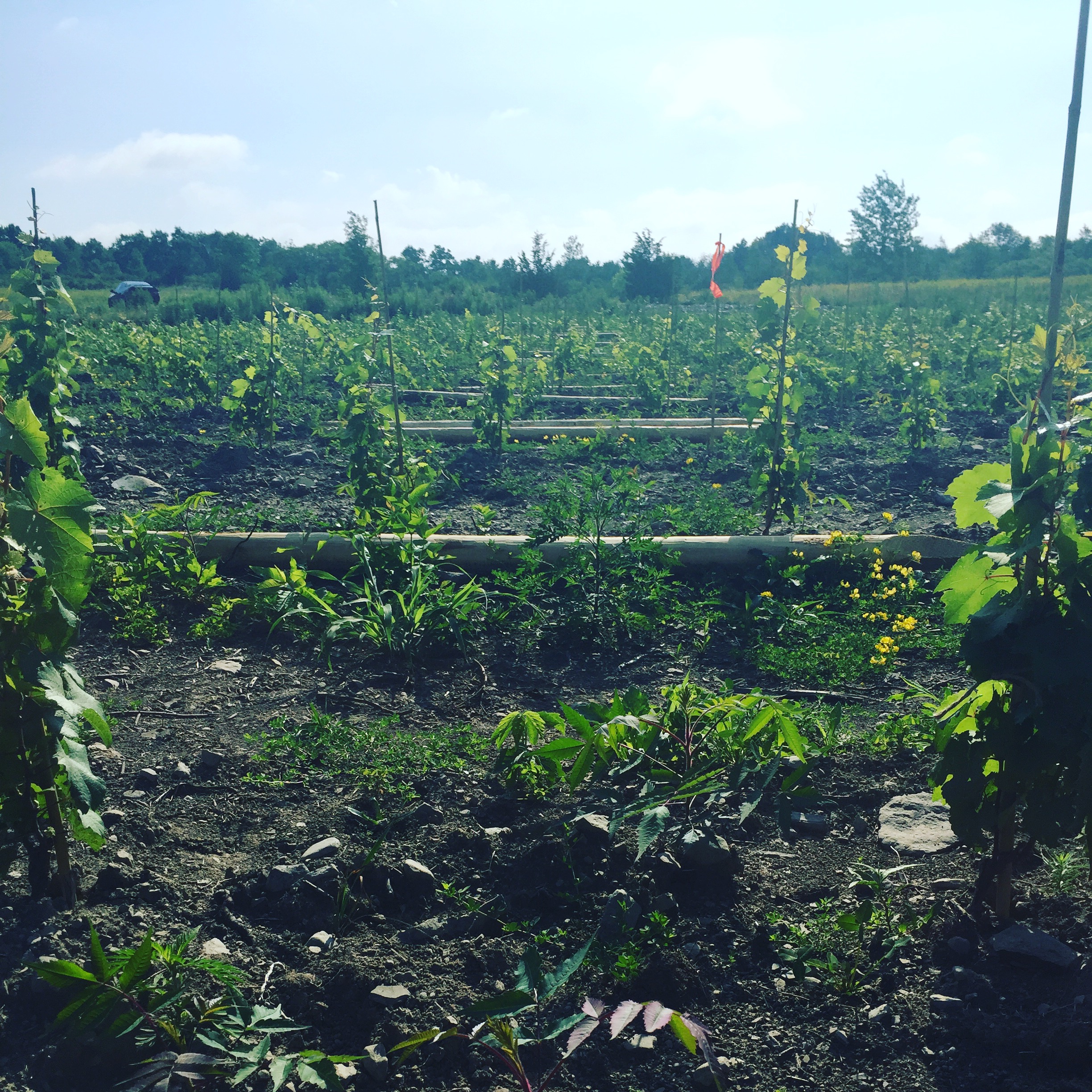 forge cellars vineyard