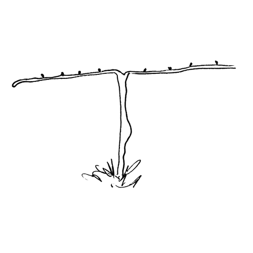 vine.png