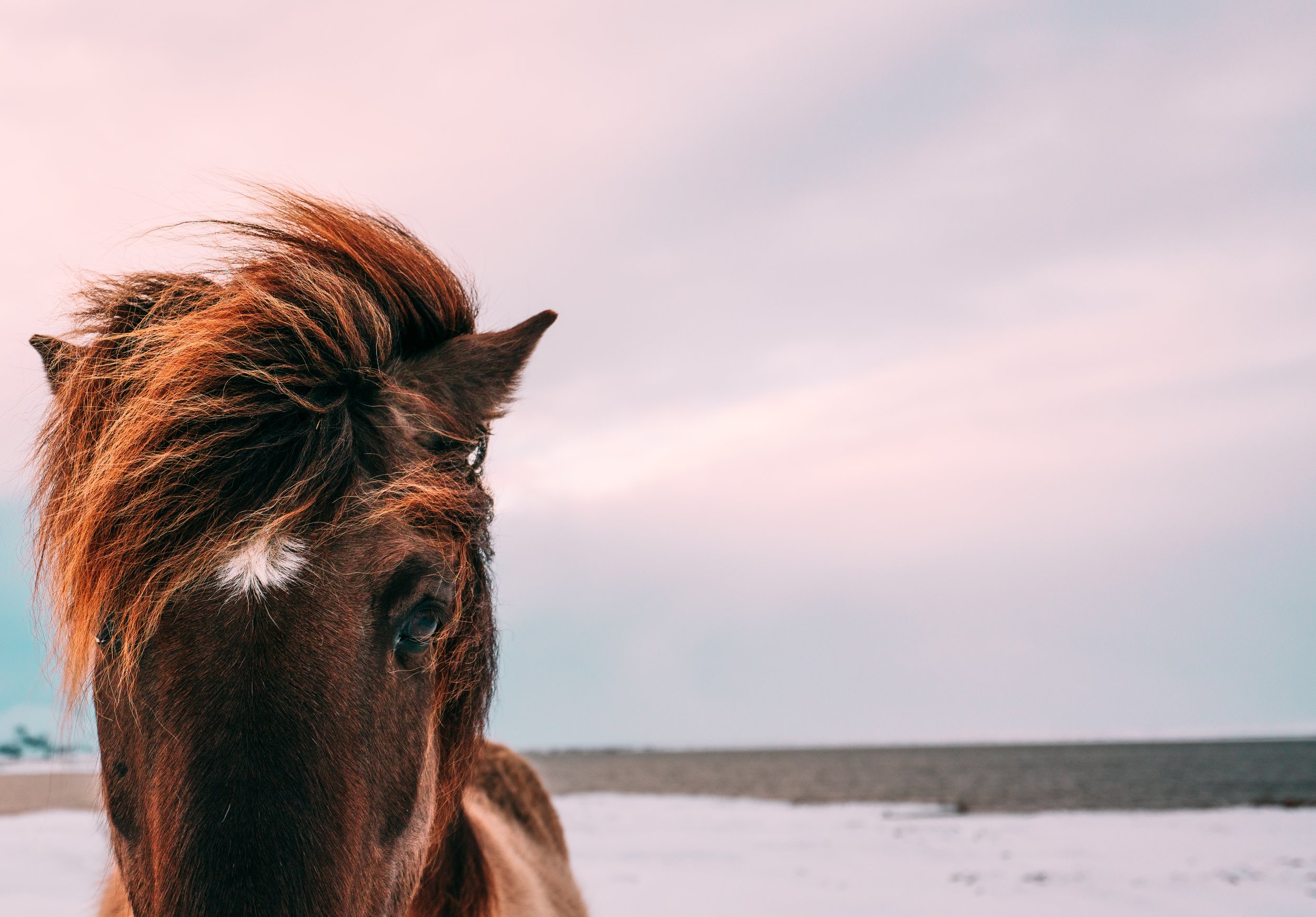 Horse_by Benny Jackson.jpg