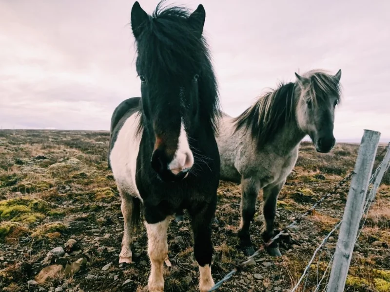 Iceland…where you can’t drive 100 meters without spotting adorable wildlife