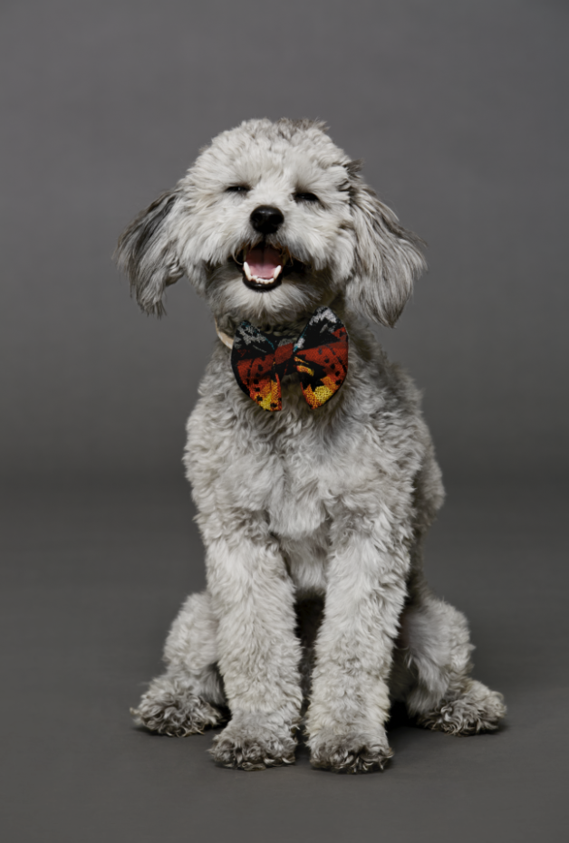 Teddy photo by Alex Cramer