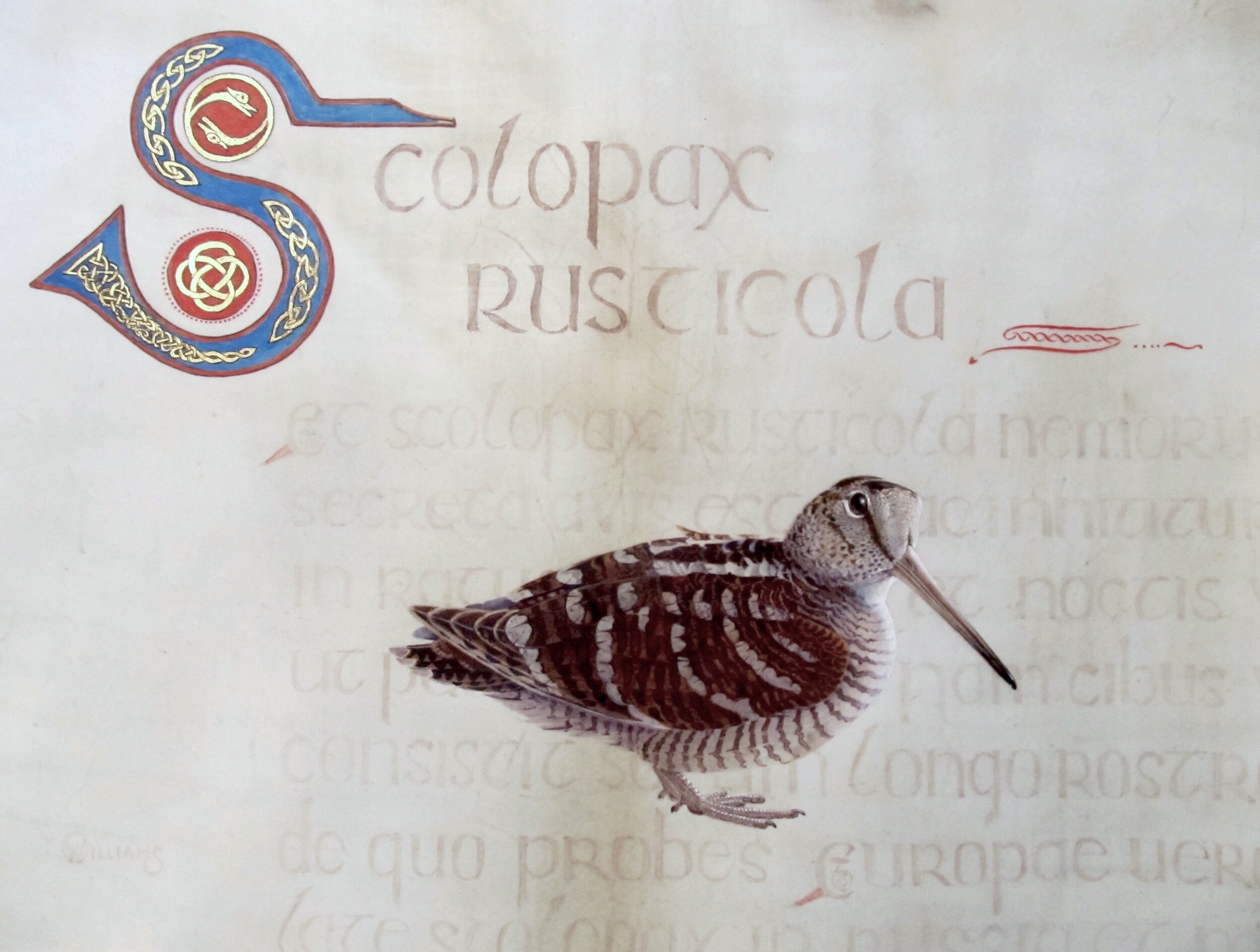 'Celtic Woodcock' Painted on velum with illuminated text. SOLD