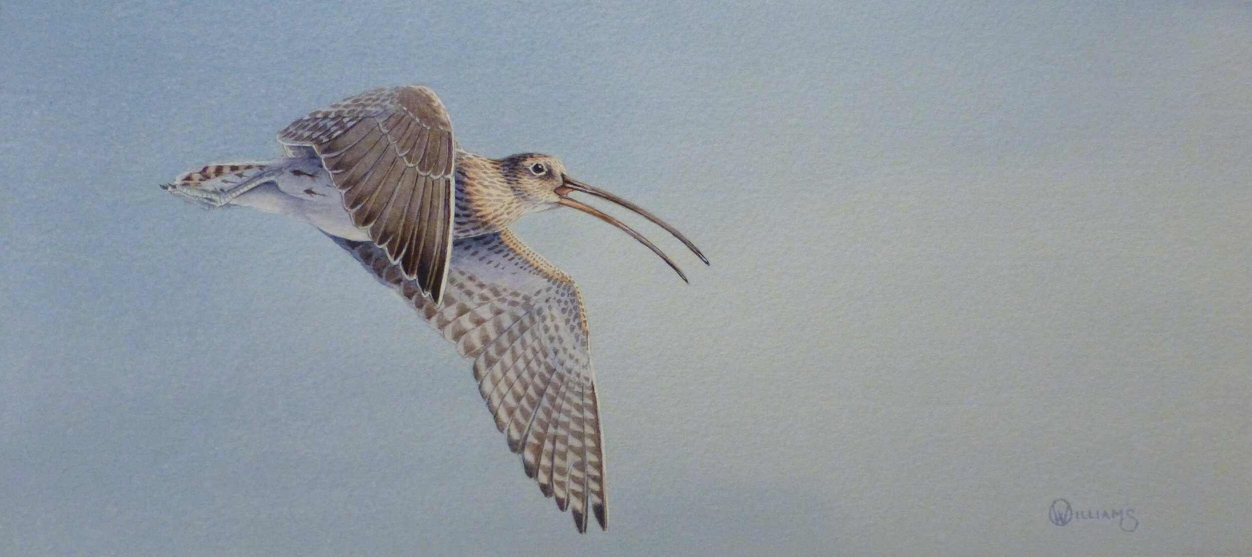 'Curlew Study' Sold to raise funds for 'Curlew Country' 