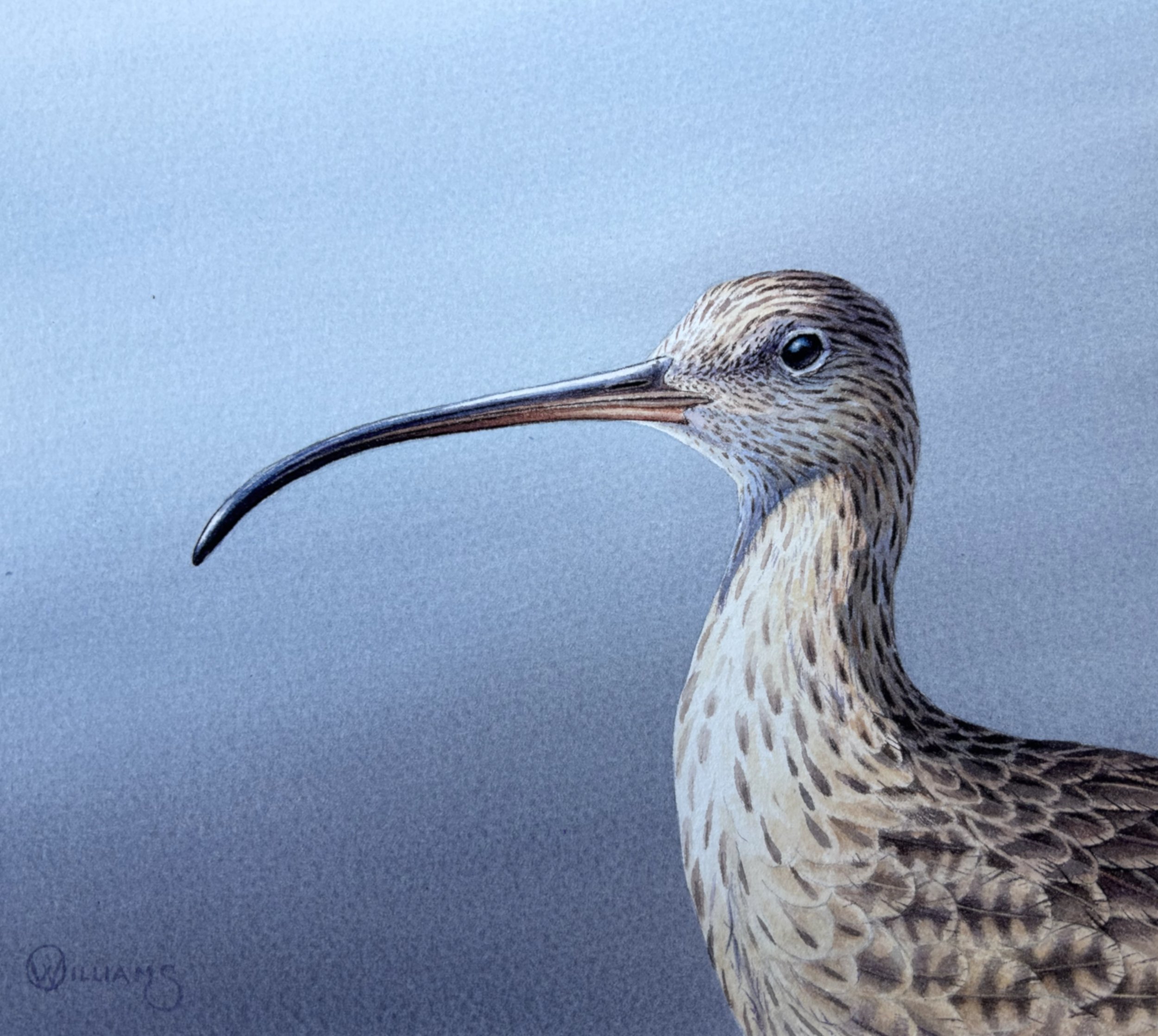 CURLEW HEAD STUDY