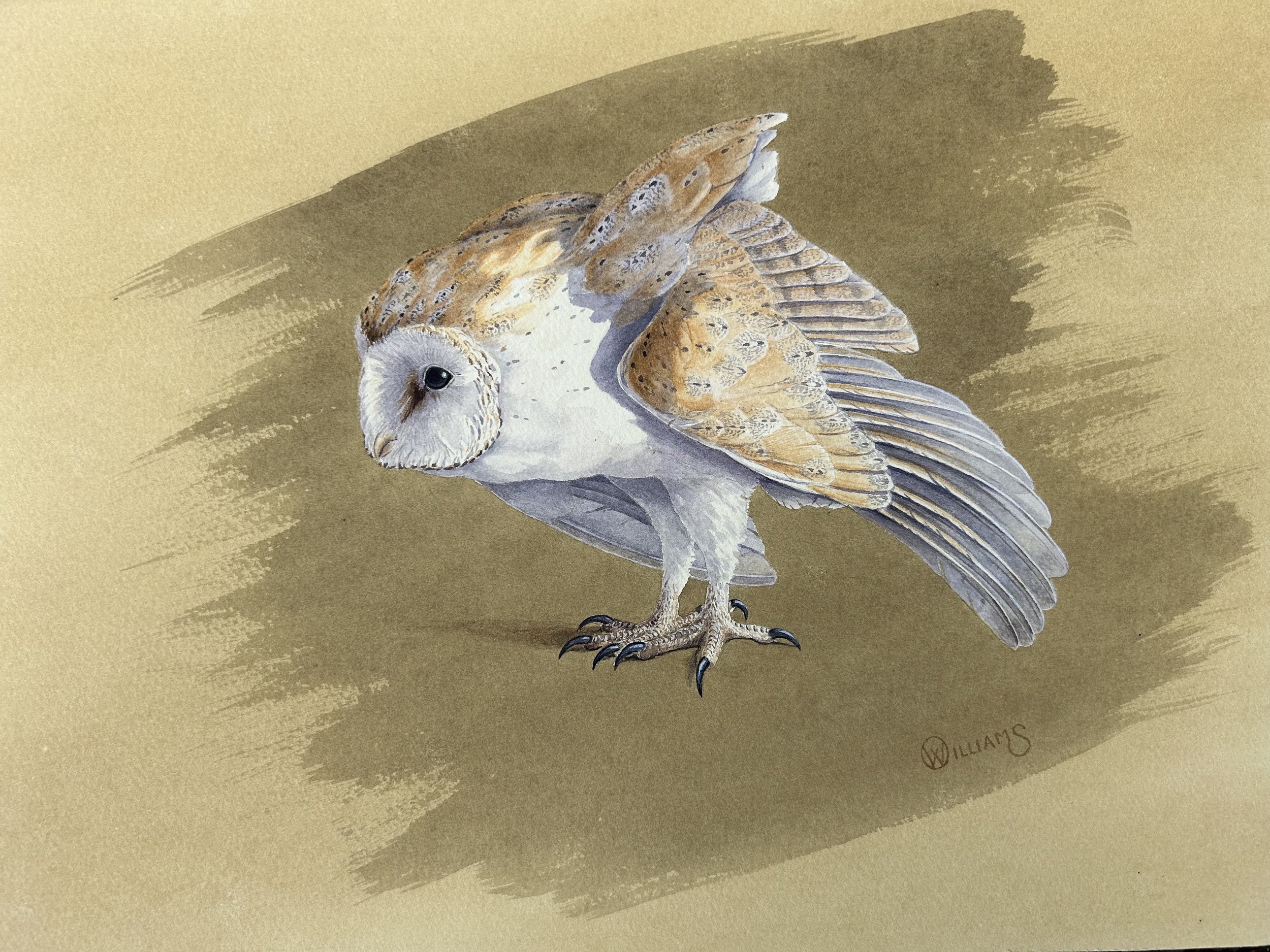 'BARN OWL STUDY'