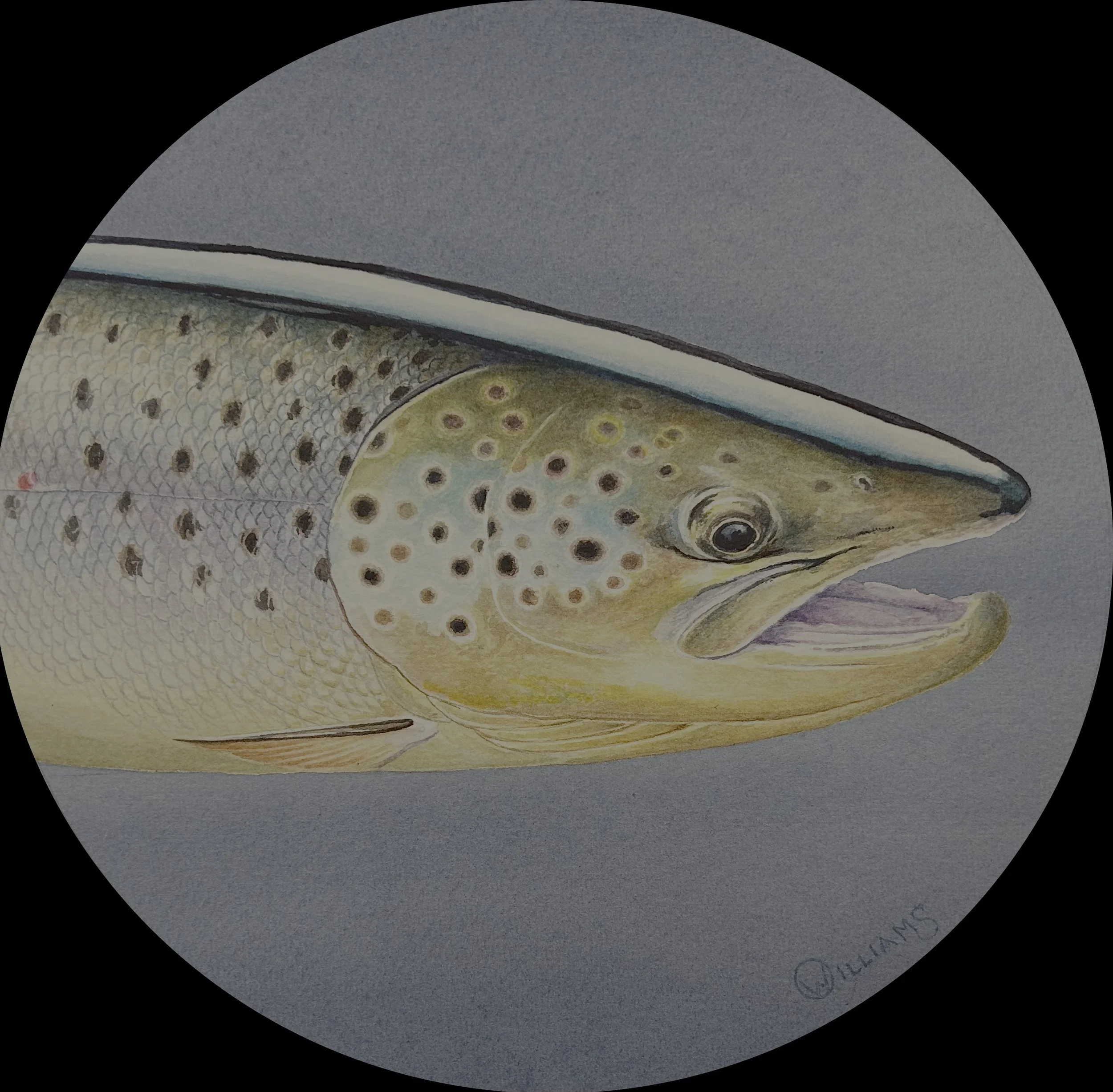 "BROWN TROUT STUDY"