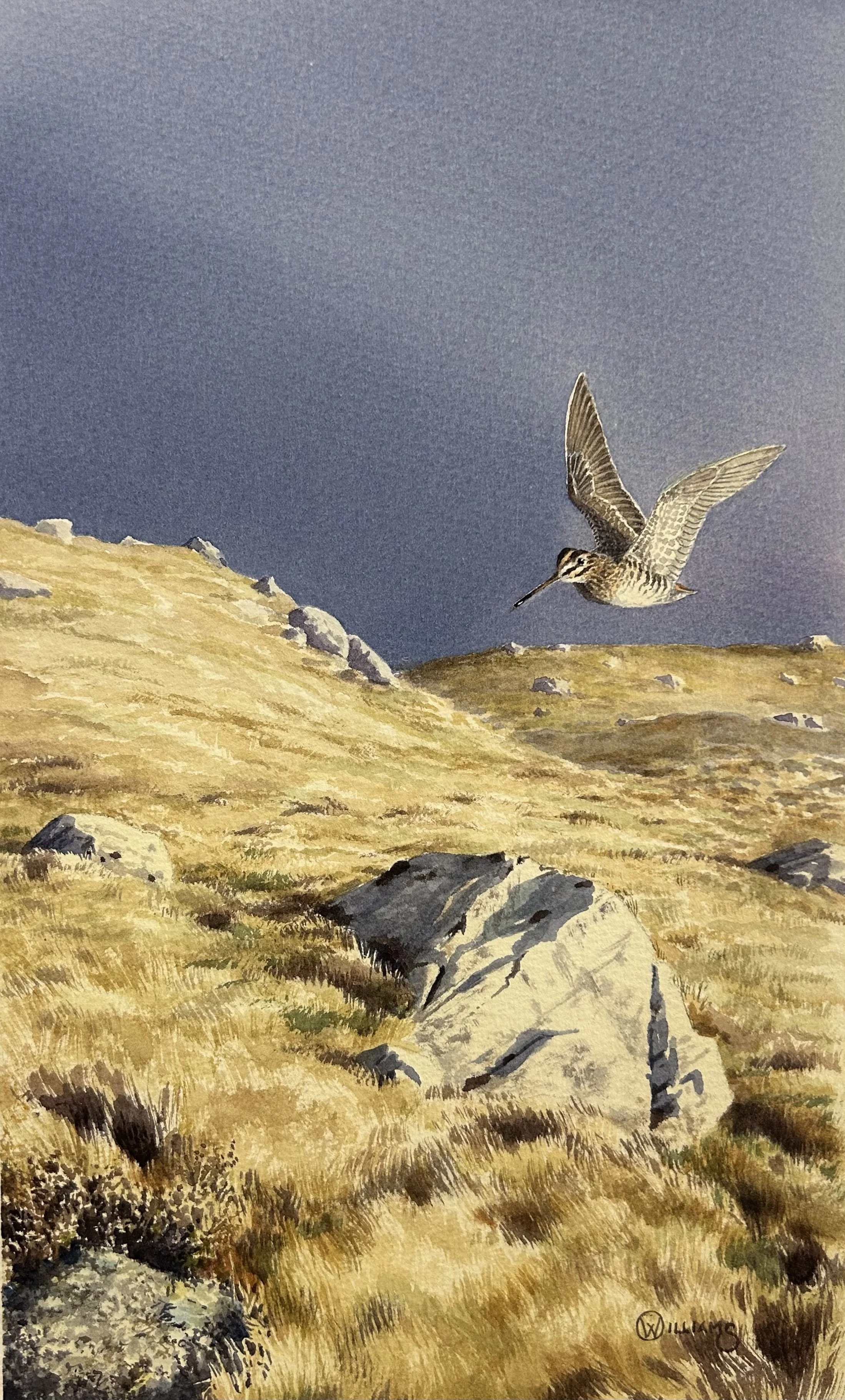 "SNIPE - EVENING  LIGHT"