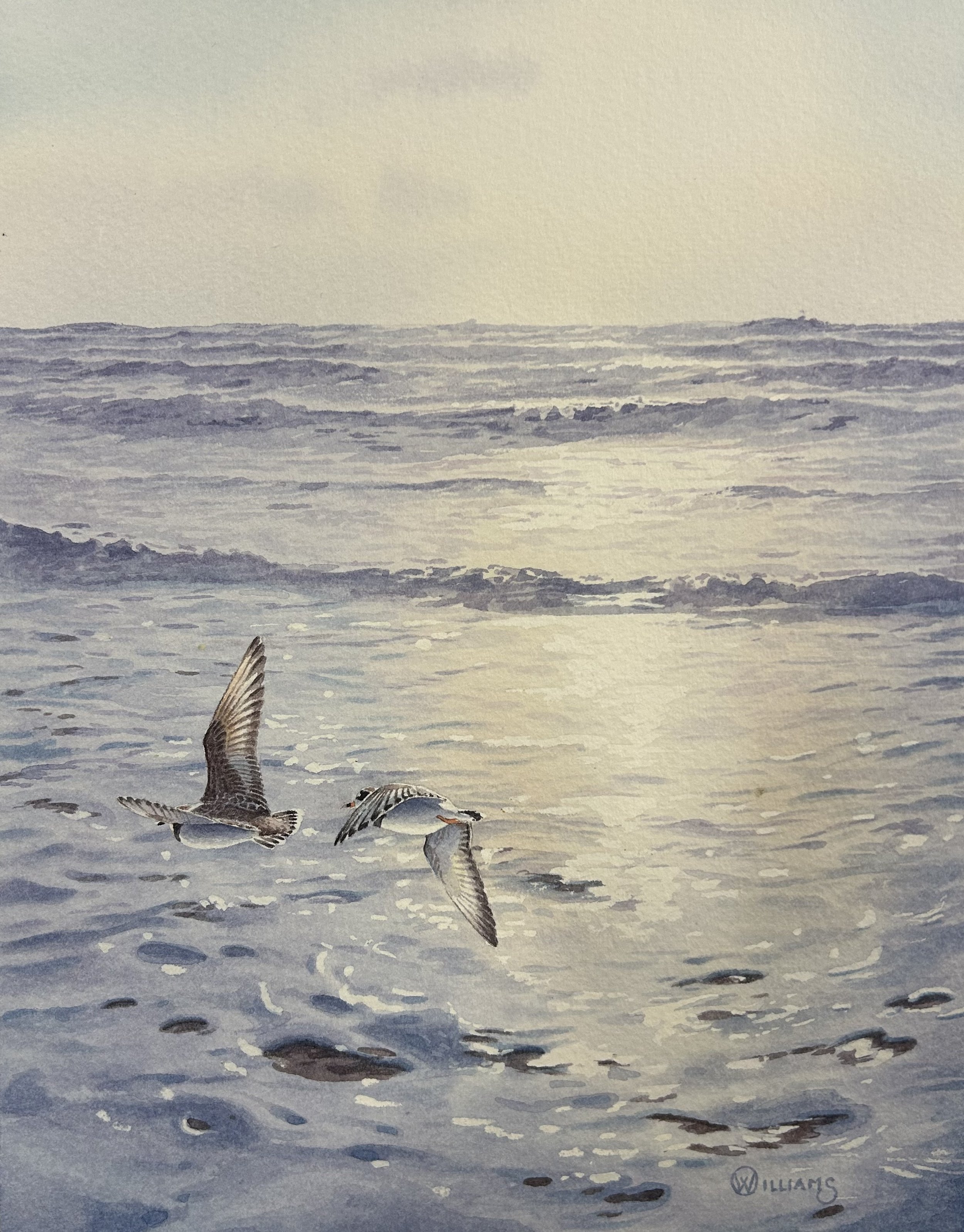 "RINGED PLOVER SURF"