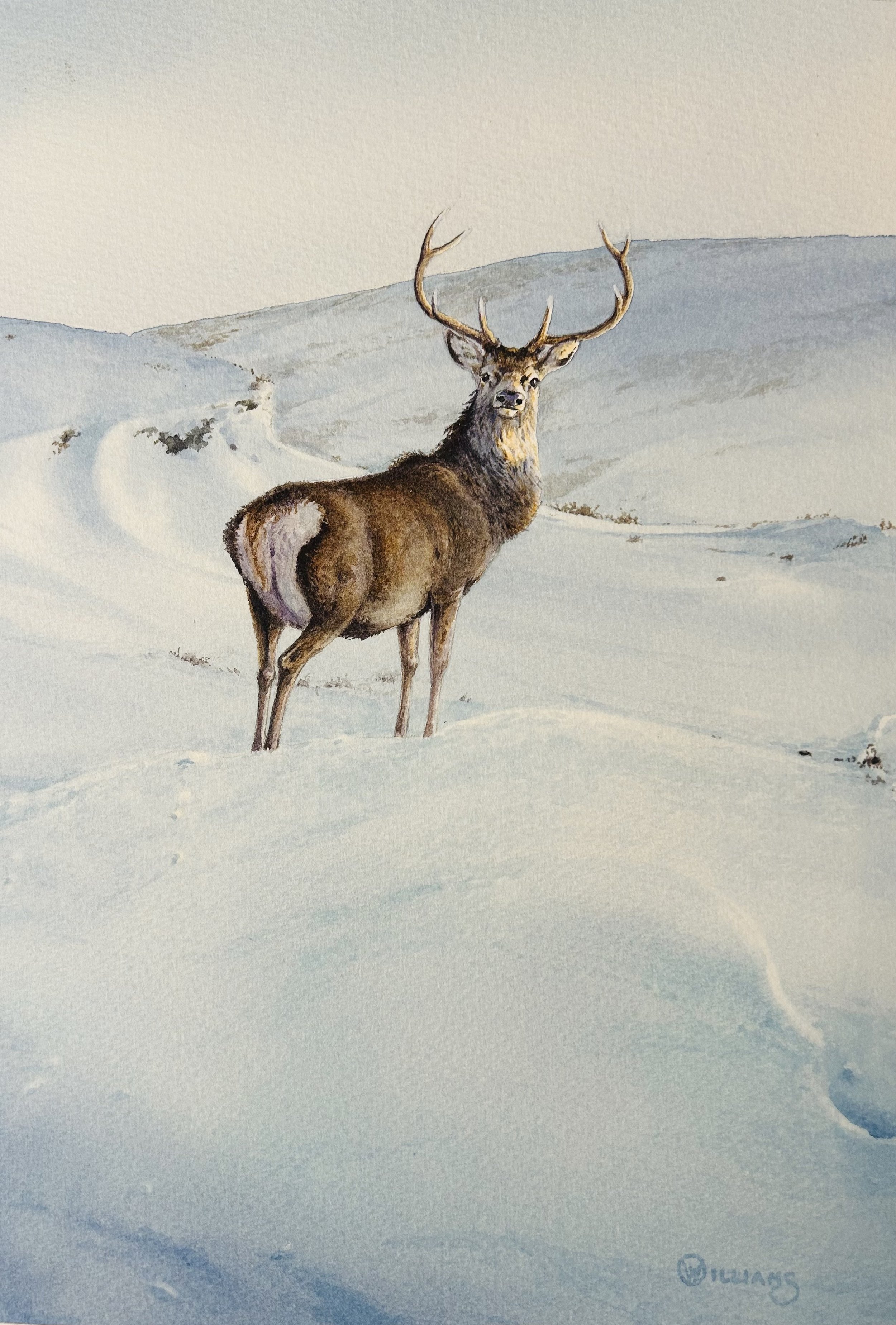 WINTER STAG