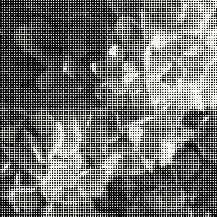 WHITE HYDRANGIA copy.jpg