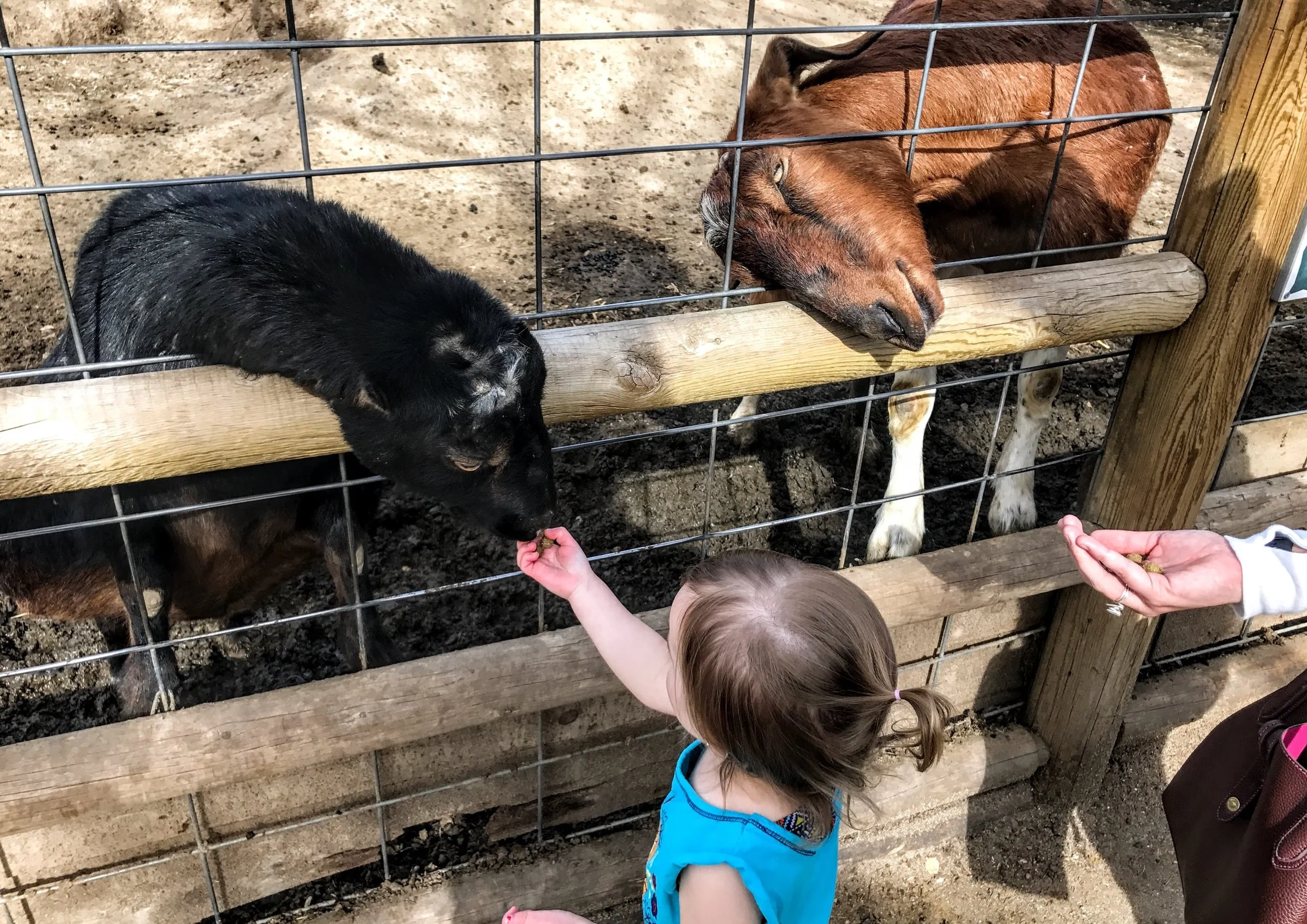 A young zoo visitor feeds animals during a visit this spring. Photo: Don Day/BoiseDev.com