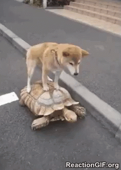 This slow GIF probably took you longer to download if you live in Idaho.