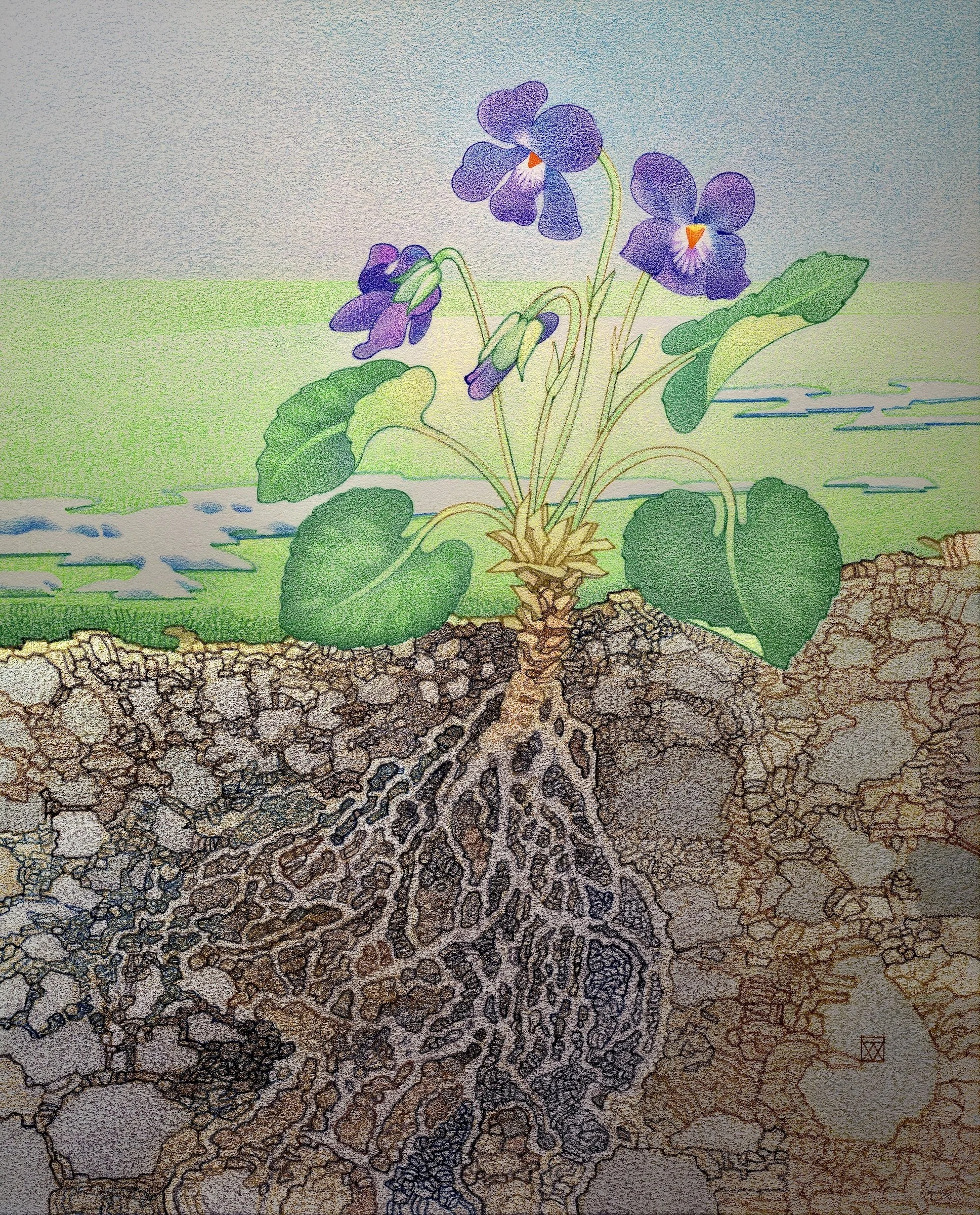 Ashen root