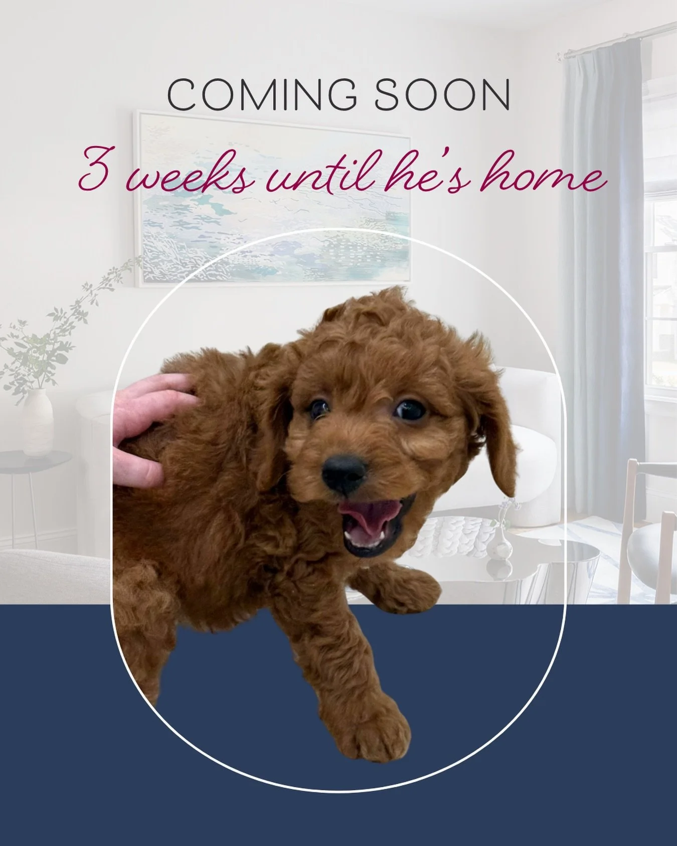 We can&rsquo;t wait to welcome this little guy to our family! 🐶❤️
