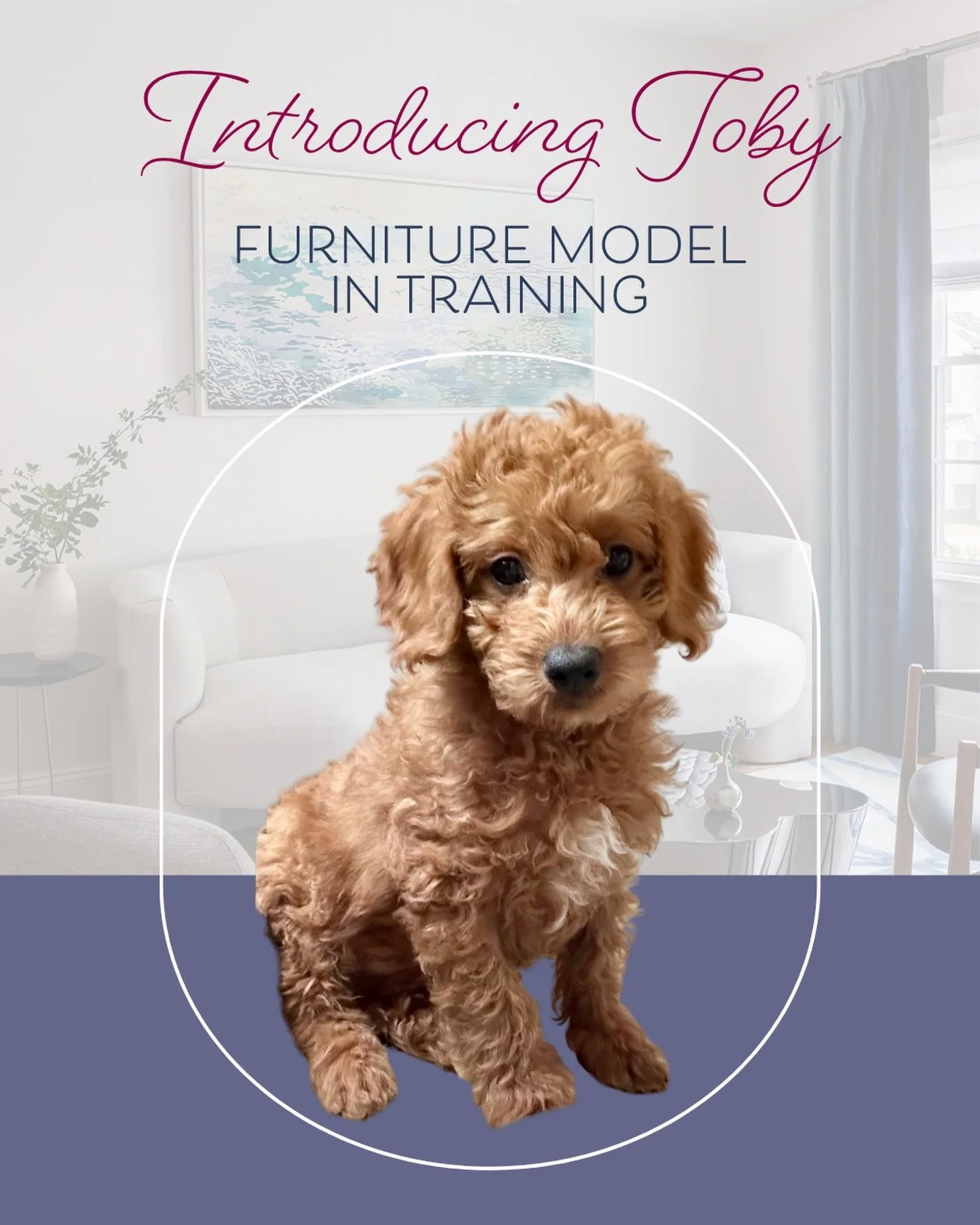 We have a very important new hire announcement! 🐾  Meet Toby, the newest member of the City to Suburb team and our official Lead Furniture Model (in training.) He takes his job of testing the comfort and durability of upholstered furniture very seri
