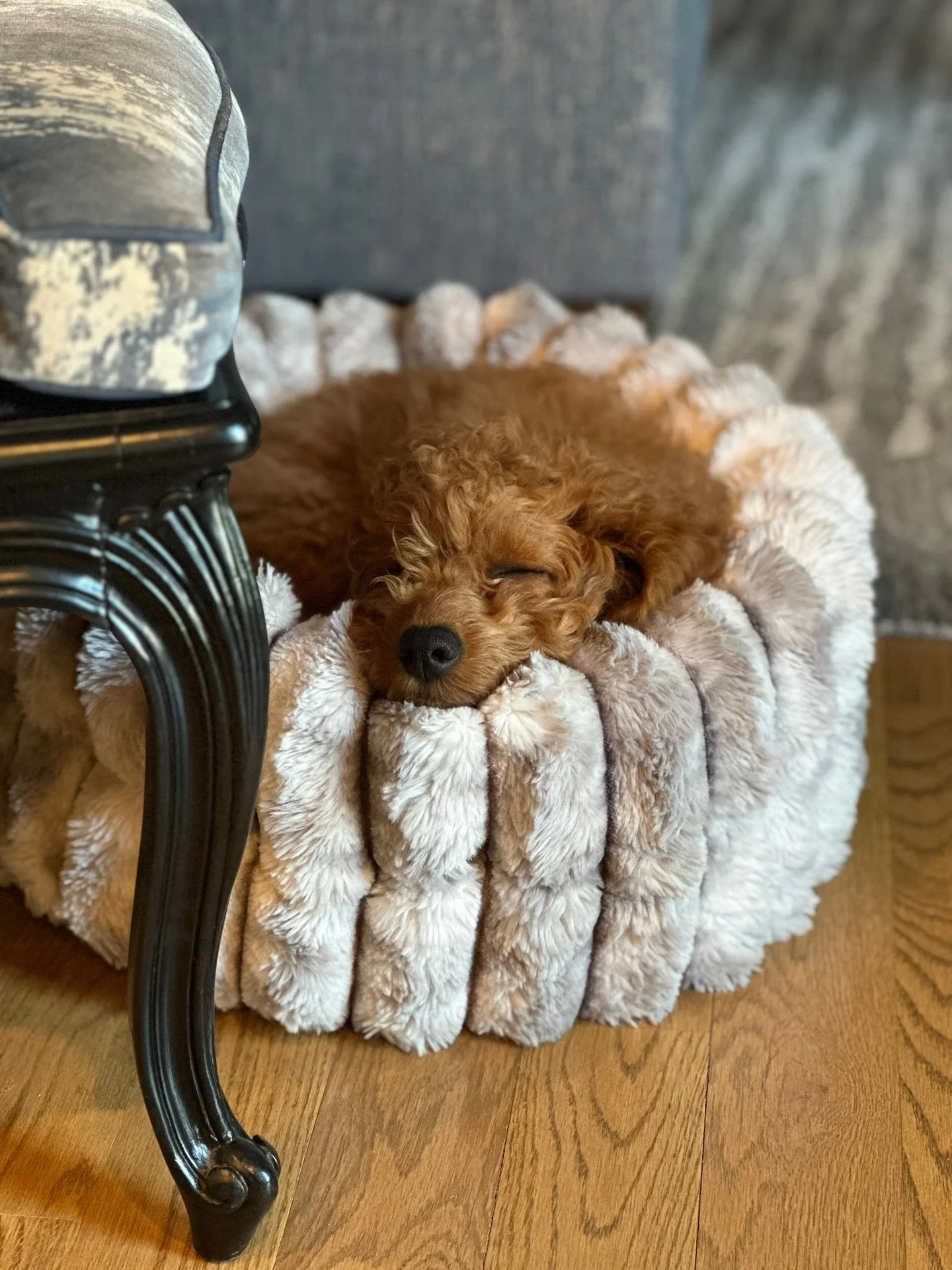 Toby has claimed his spot. 🐾
He&rsquo;s still working his way up to sofa privileges (we&rsquo;re waiting for those puppy teeth to disappear first 😆), but for now, this cozy spot is all his. A beautiful home should be lived in, loved, and comfortabl
