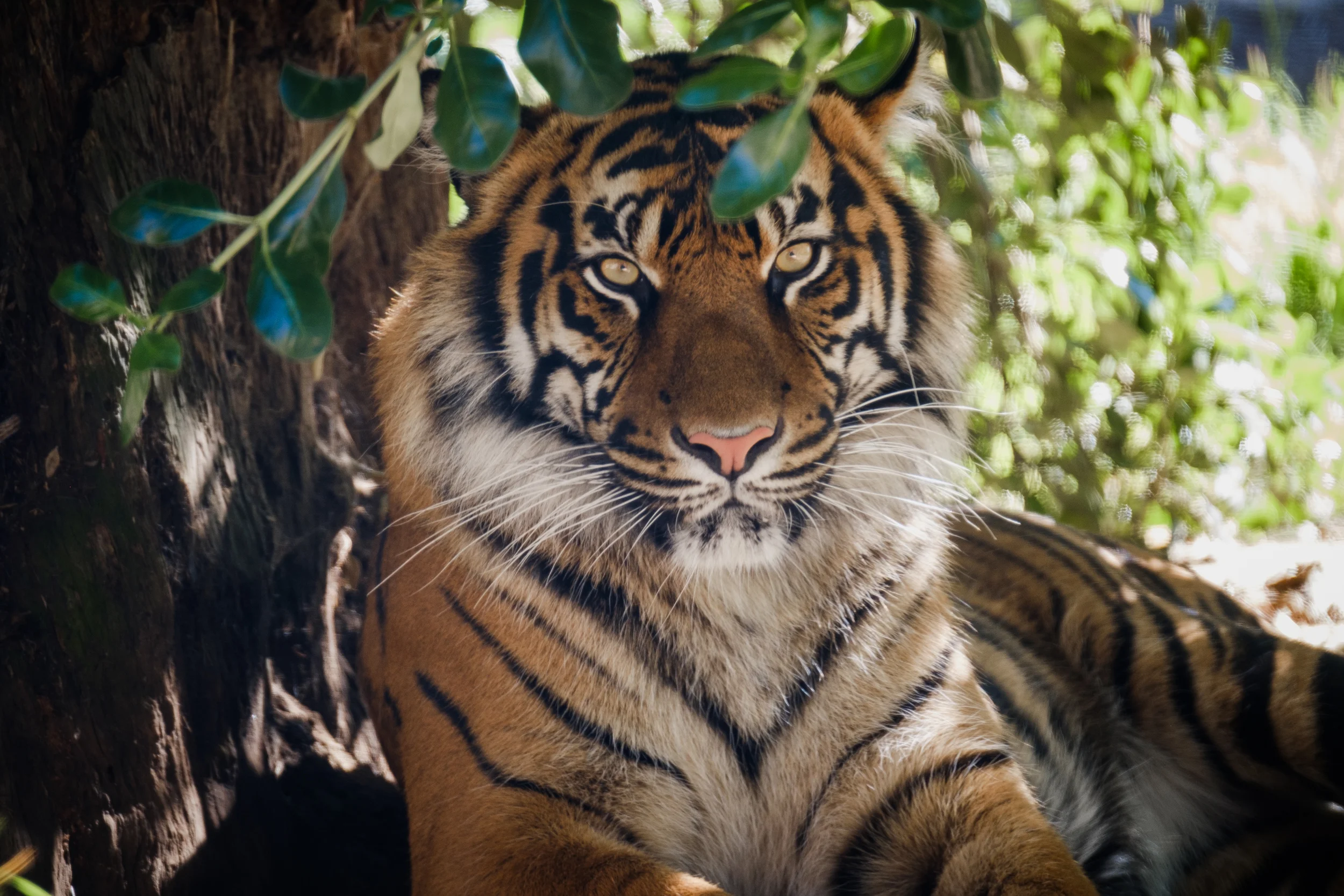Amur Tiger