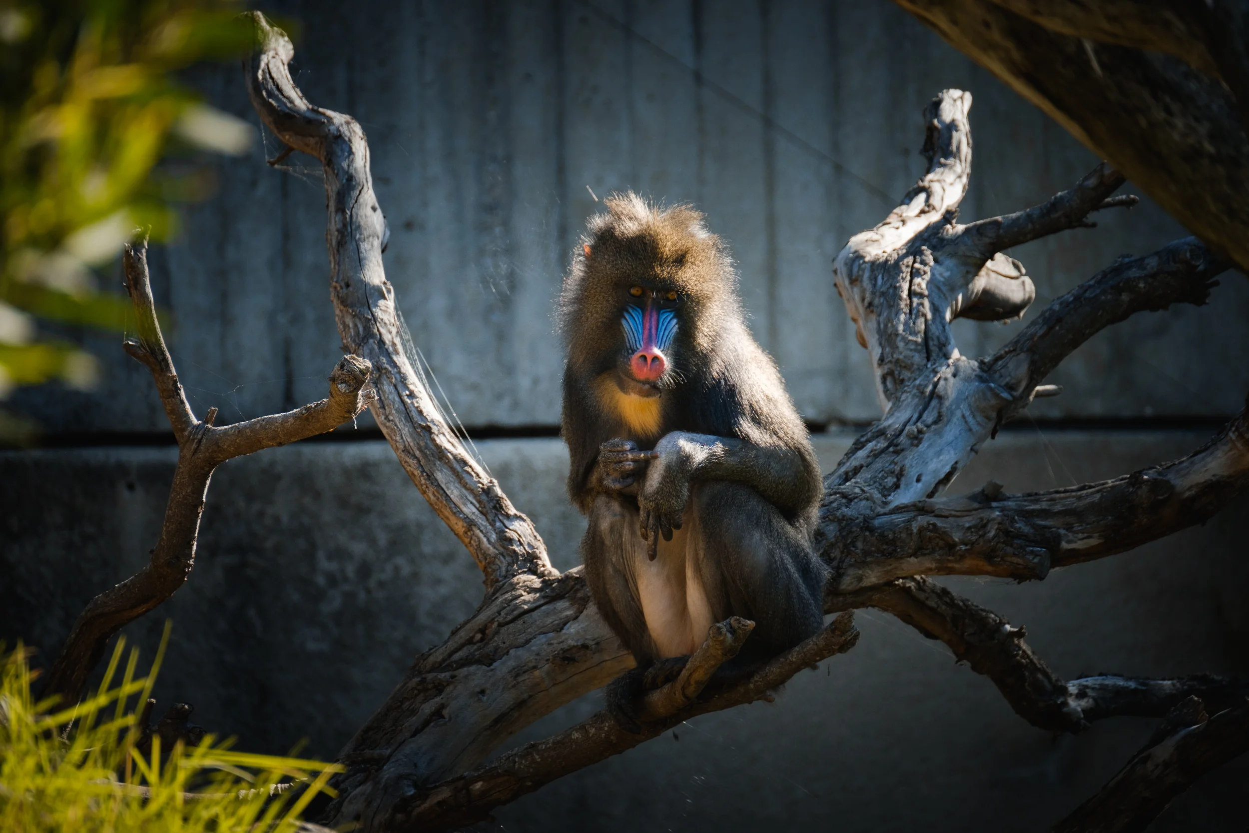 Mandrill