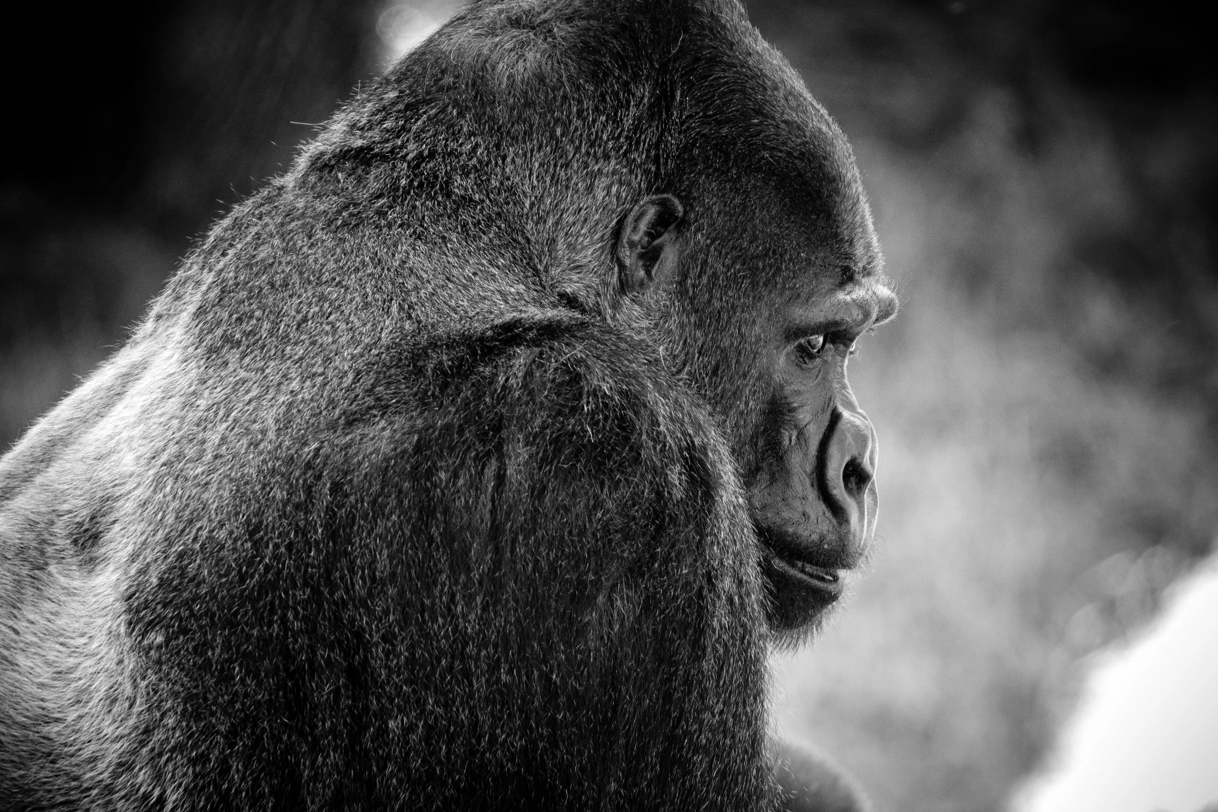 Silverback Gorilla