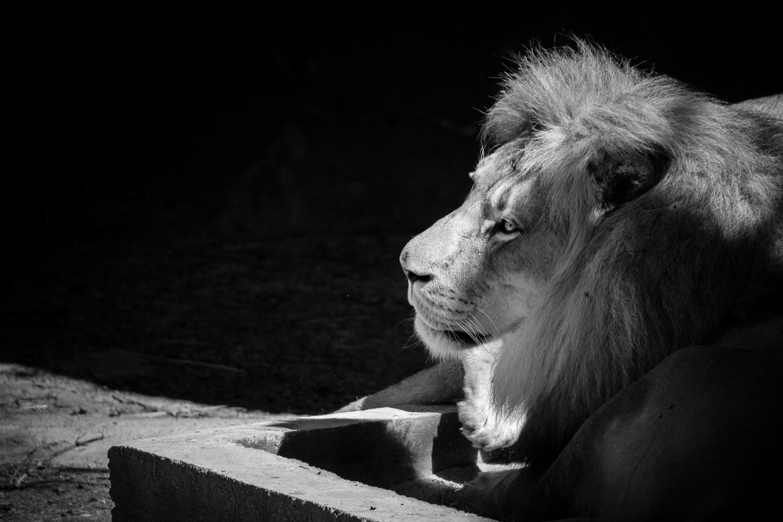 Lion Black and White