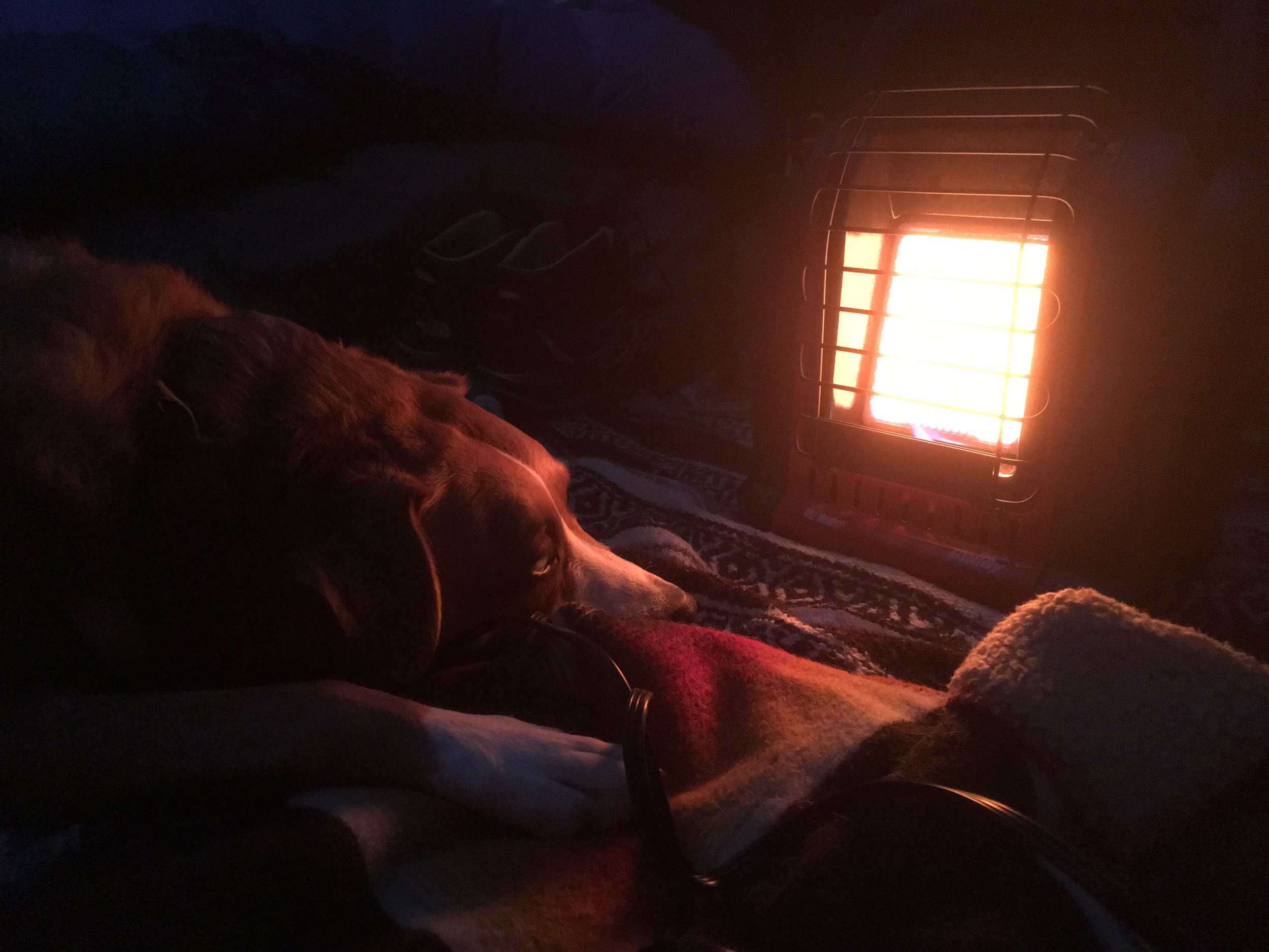 Dog warming by heater