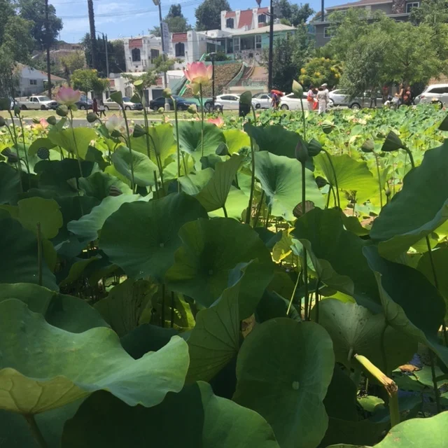 Lotus in Bloom