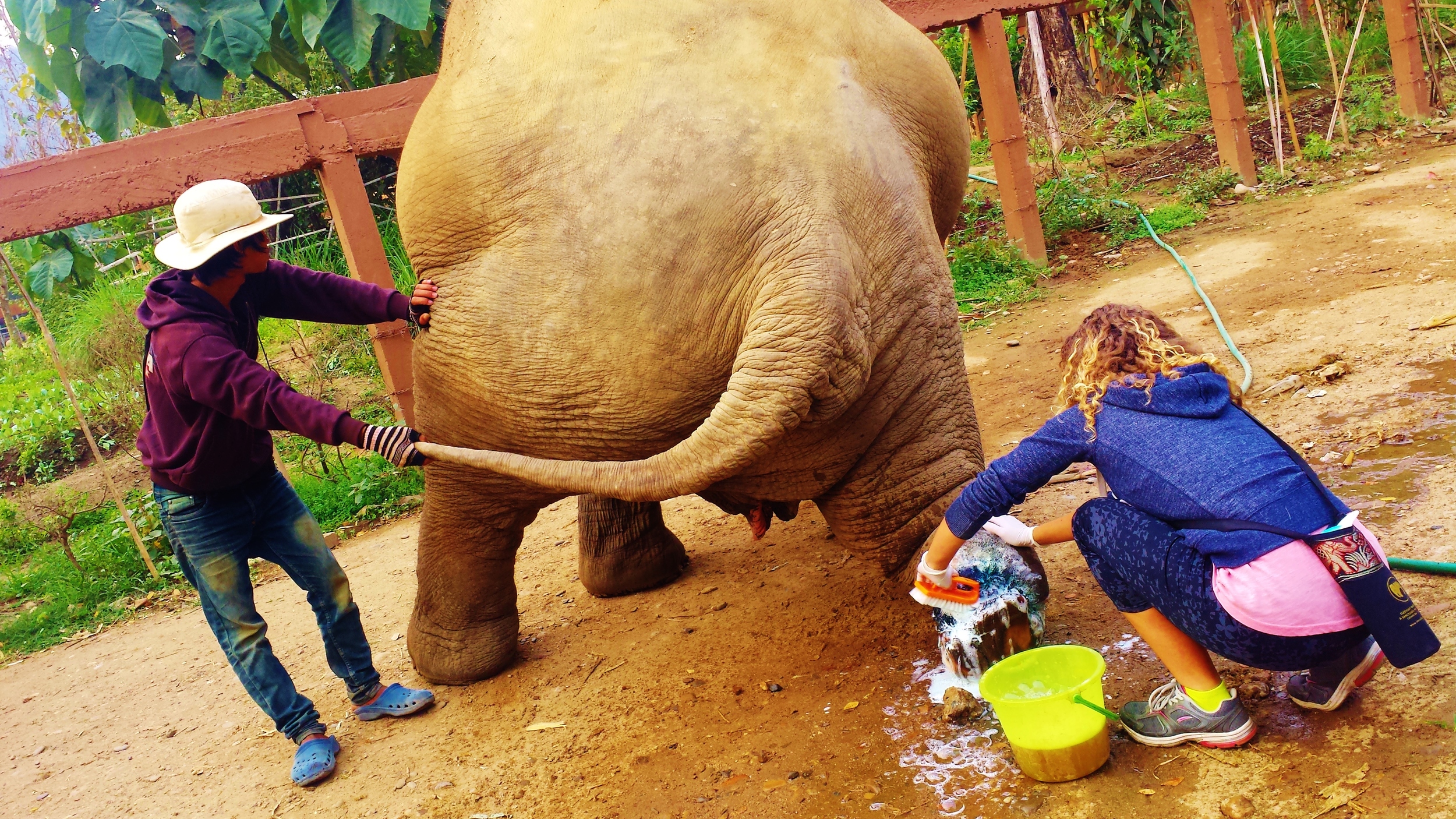 Cleaning a landmine wound with the assistants a Mahout, Elephant Nature park, Chiang Mai, Thailand