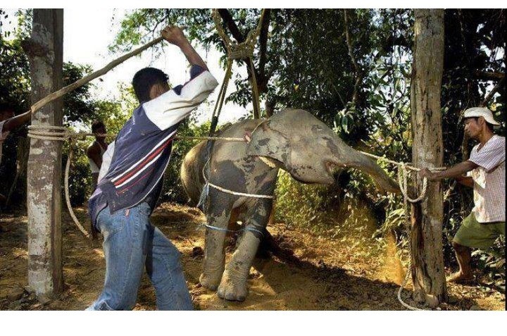 Phajaan "Crushing" of the elephants spirit, an ancient Thai tradition