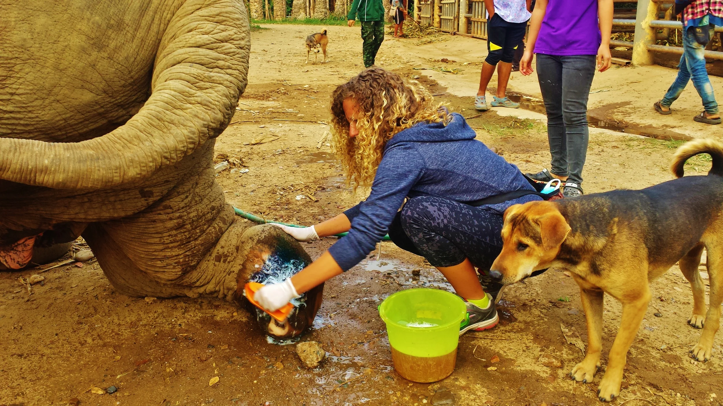 Tending to a landmine wound on an elephant rescued from the illegal logging industry. 