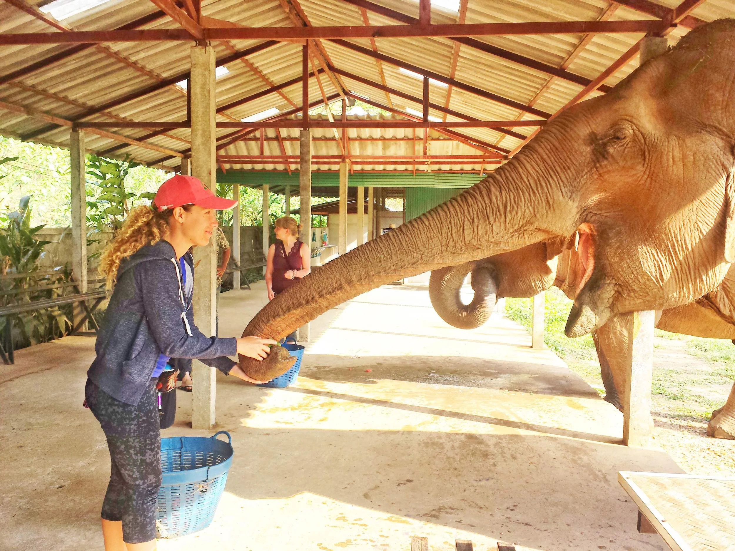 How to Volunteer with Elephants in Thailand - My Deztination via Elephant Nature Park