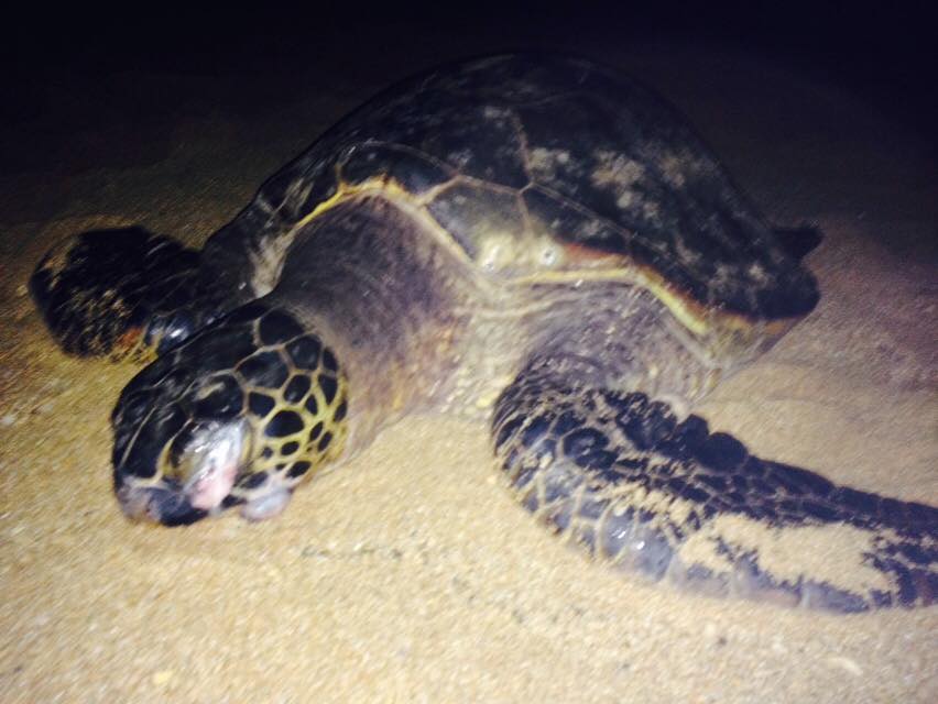 Honu resting on Turtle Beach, North Oahu